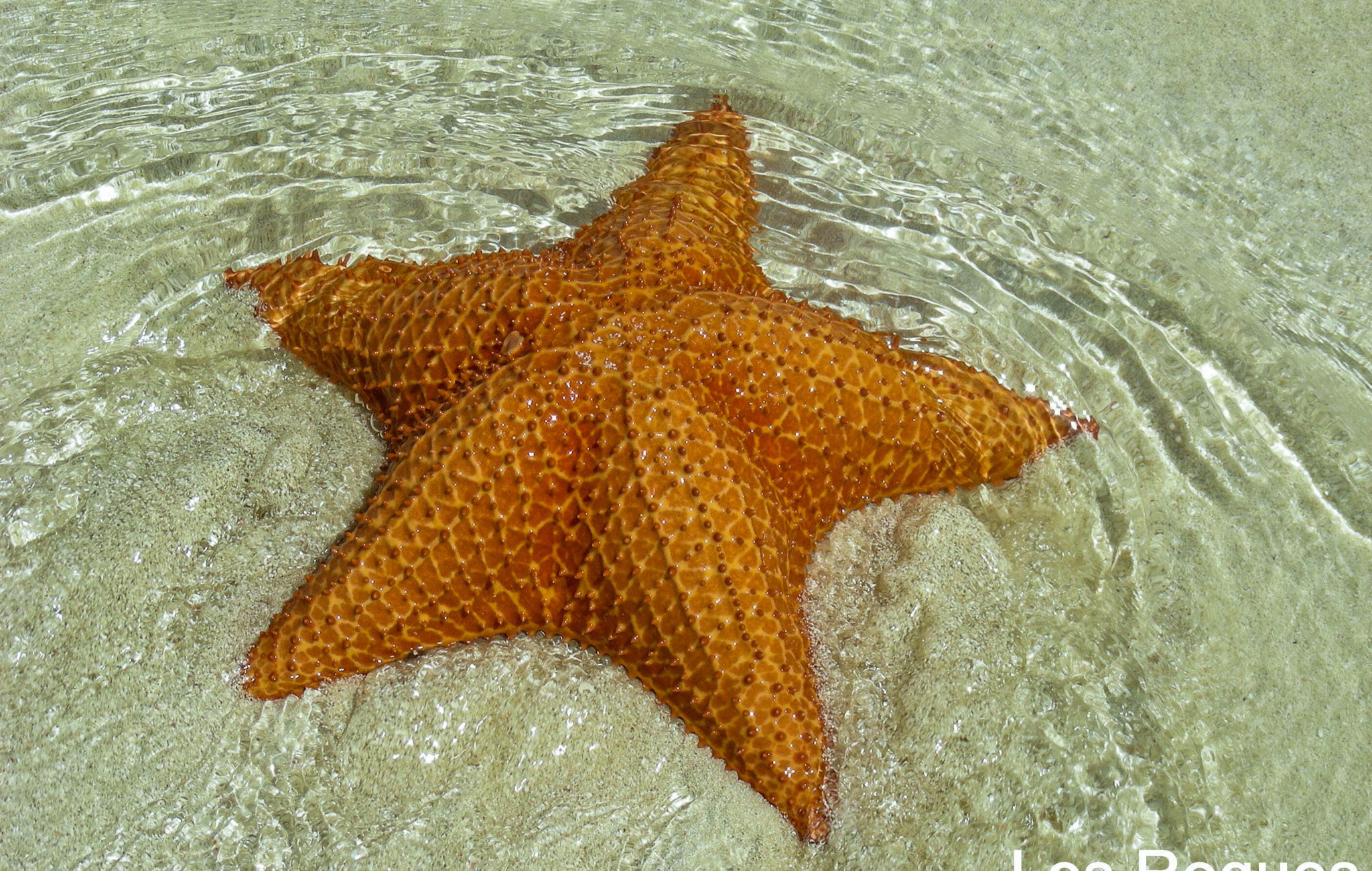 Nikon COOLPIX S10 sample photo. Estrella de mar photography