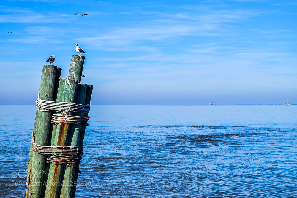 Nikon D3300 sample photo. Alpiste photography
