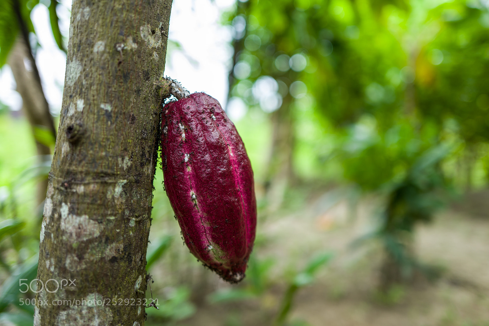 Leica Q (Typ 116) sample photo. A cocoa pod in photography