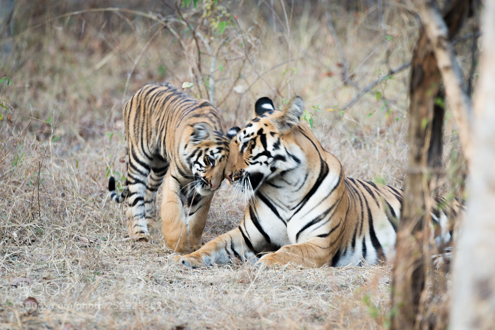 Nikon D610 sample photo. A mother hugging her photography