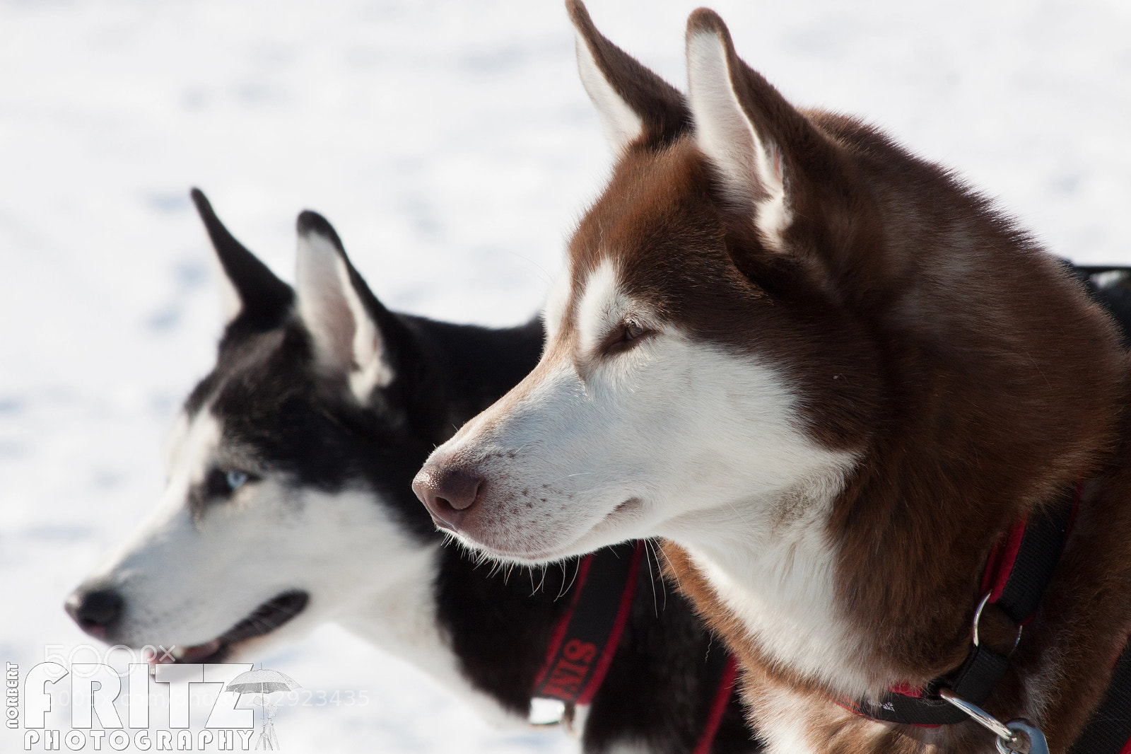 Canon EOS 50D sample photo. Schlittenhunde in angerberg photography