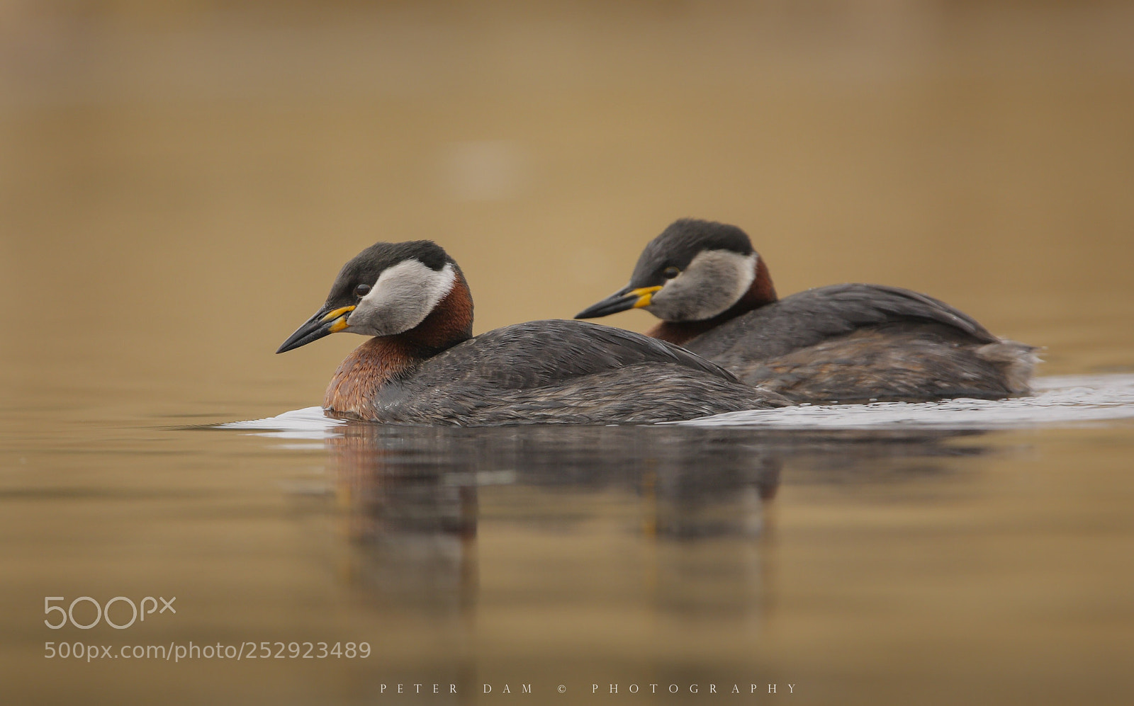 Canon EOS 40D sample photo. Grebes couple photography