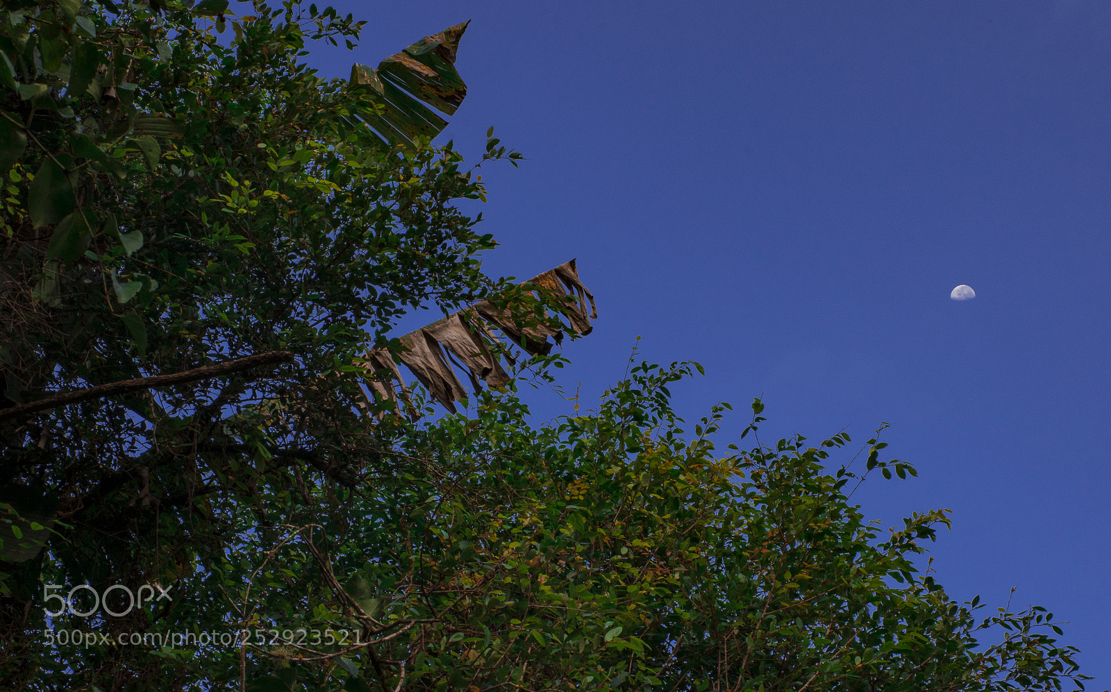 Nikon D5500 sample photo. Lua com l photography