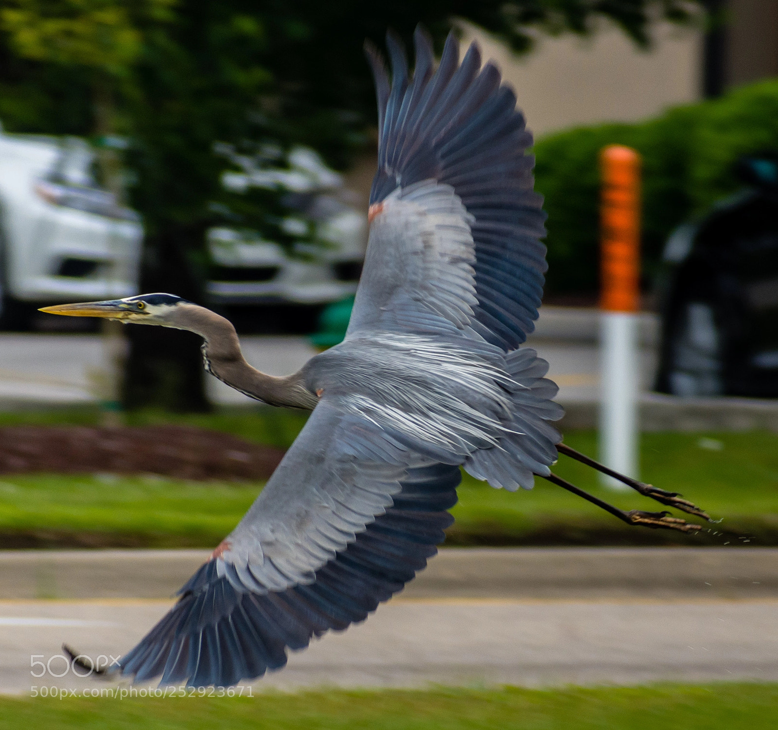 Nikon D7200 sample photo. Great blue heron photography