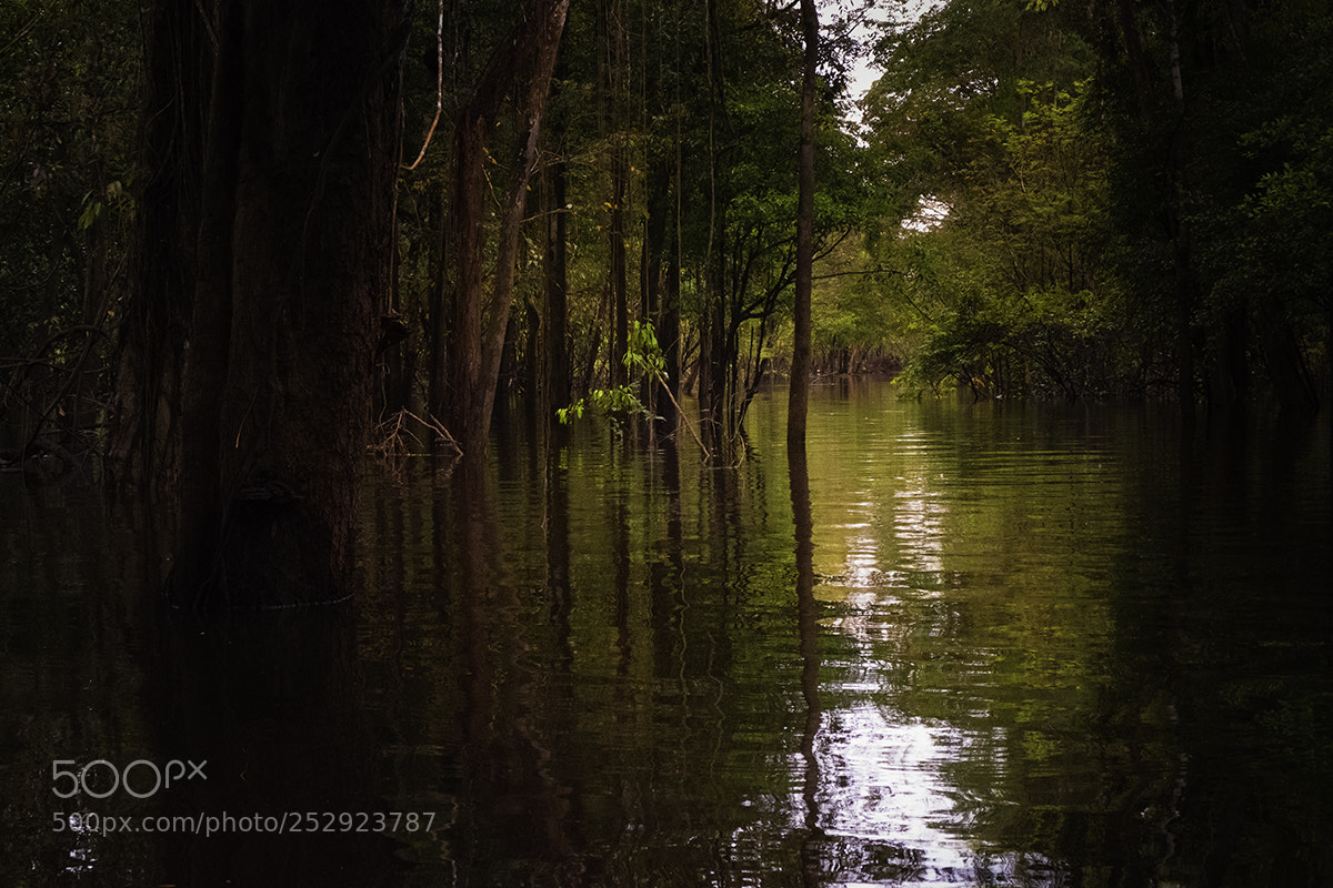 Fujifilm X-T2 sample photo. Mystical rainforest photography