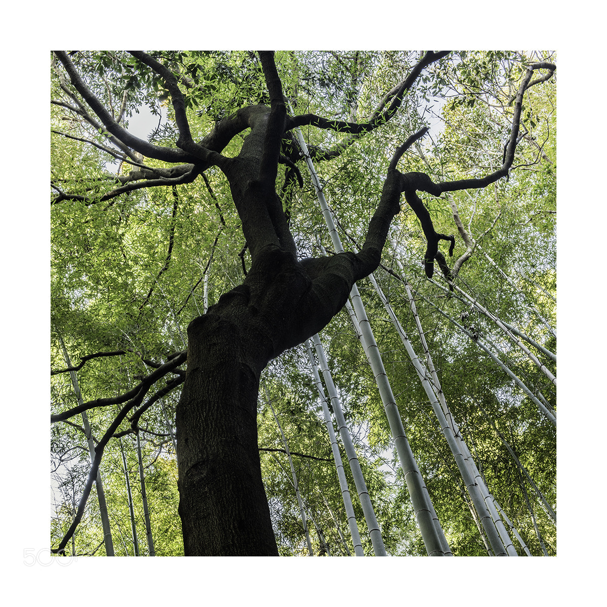 Nikon D810 sample photo. A lone tree in photography