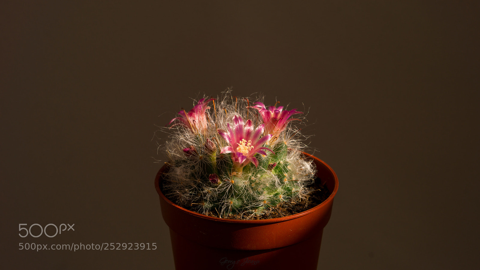 Sony a6000 sample photo. Cactus photography