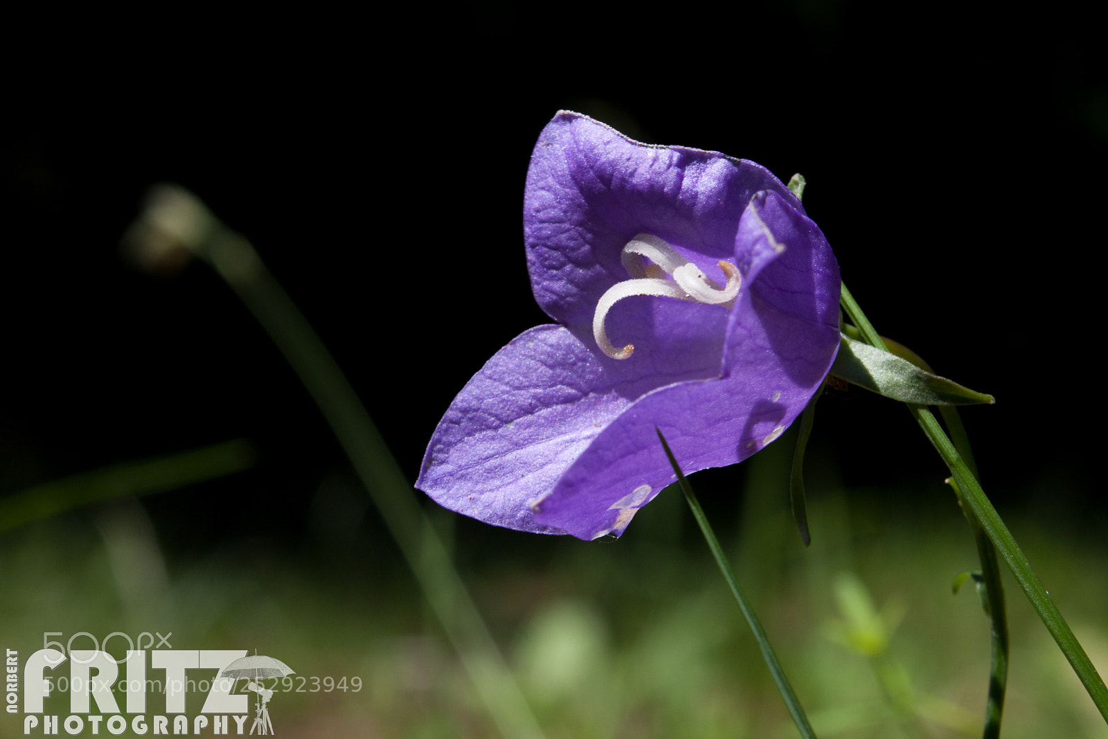 Canon EOS 40D sample photo. Glockenblume photography
