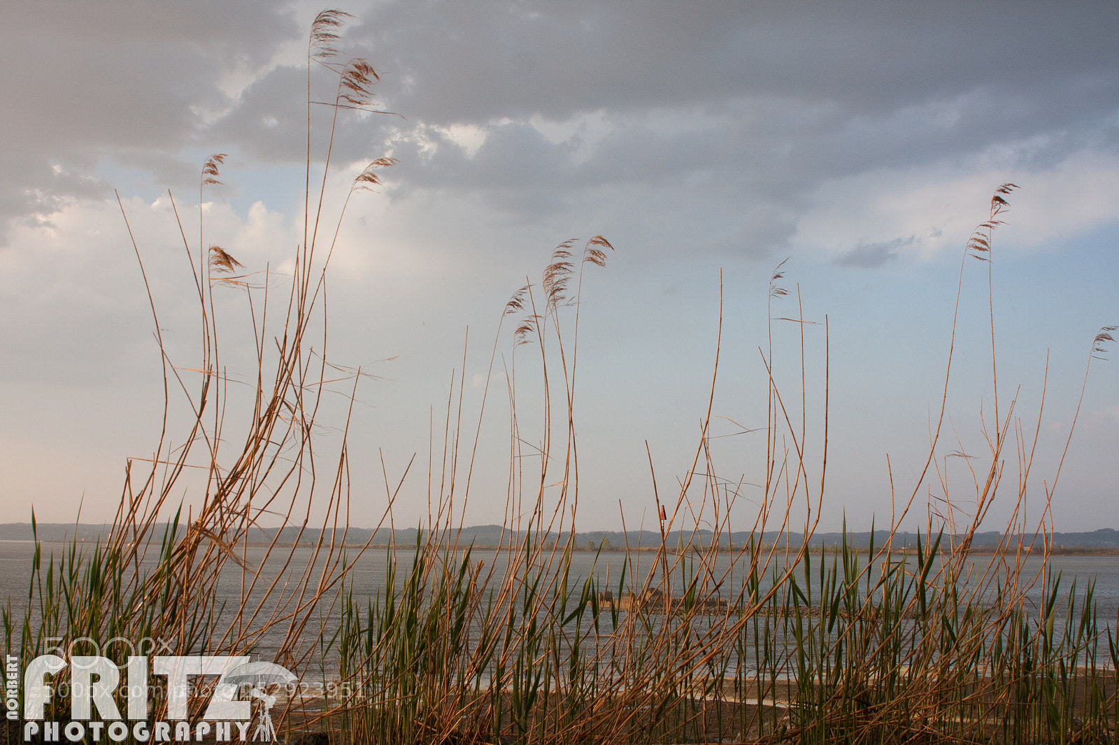 Canon EOS 40D sample photo. Schilf am bodensee. rheindelta photography