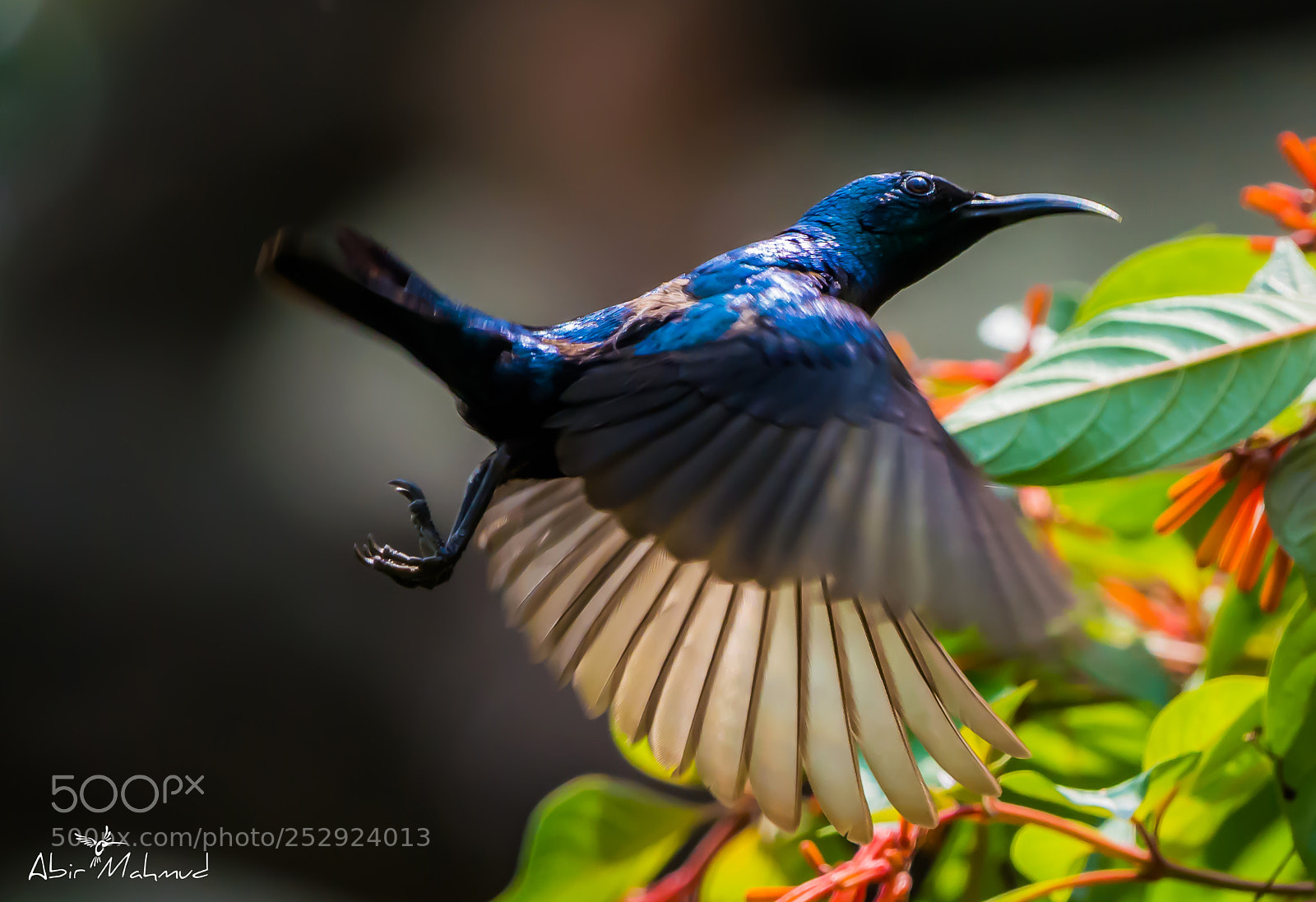 Nikon D7100 sample photo. :: purple-rumped sunbird ( male ) / মৌটুসি পাখি :: photography