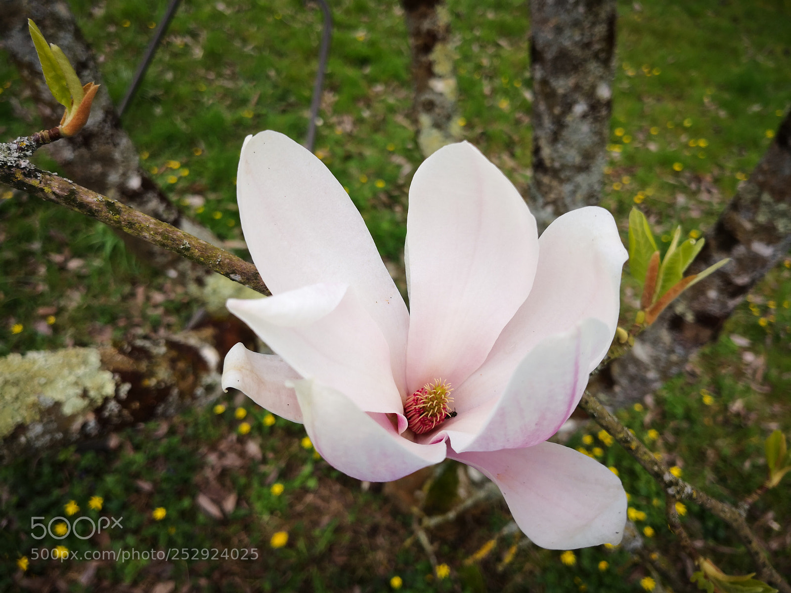 HUAWEI Mate 10 Pro sample photo. Magnolia blooming photography