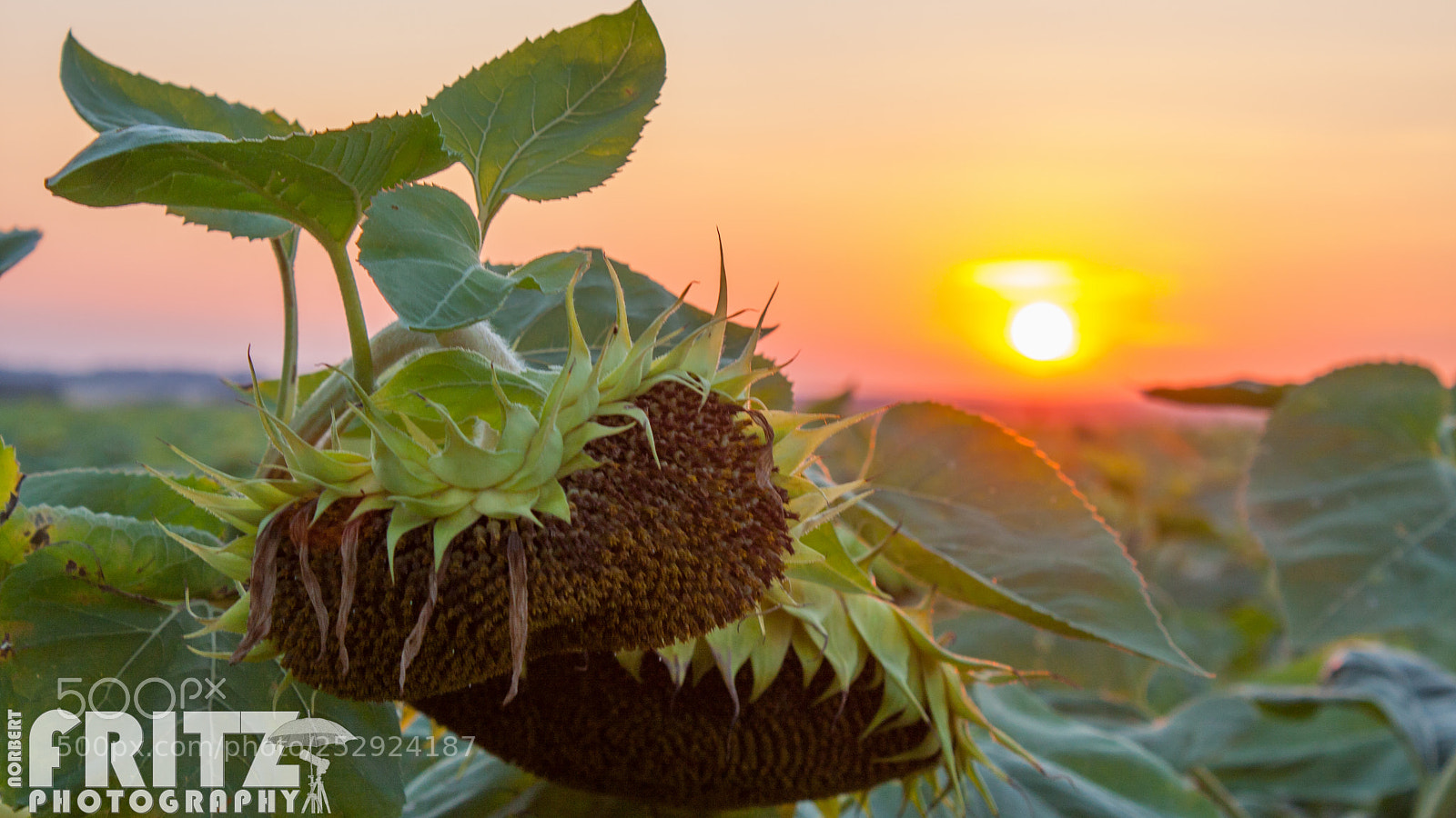 Canon EOS 40D sample photo. Sonnenuntergang photography