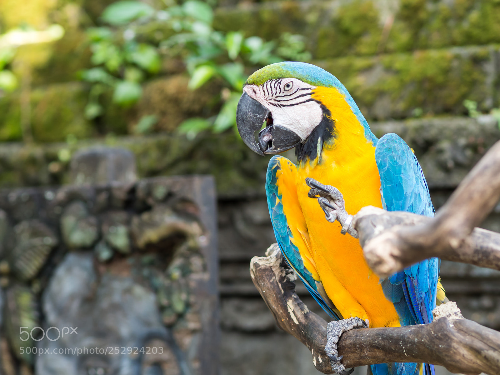 Olympus OM-D E-M10 II sample photo. Parrot at bali zoo photography