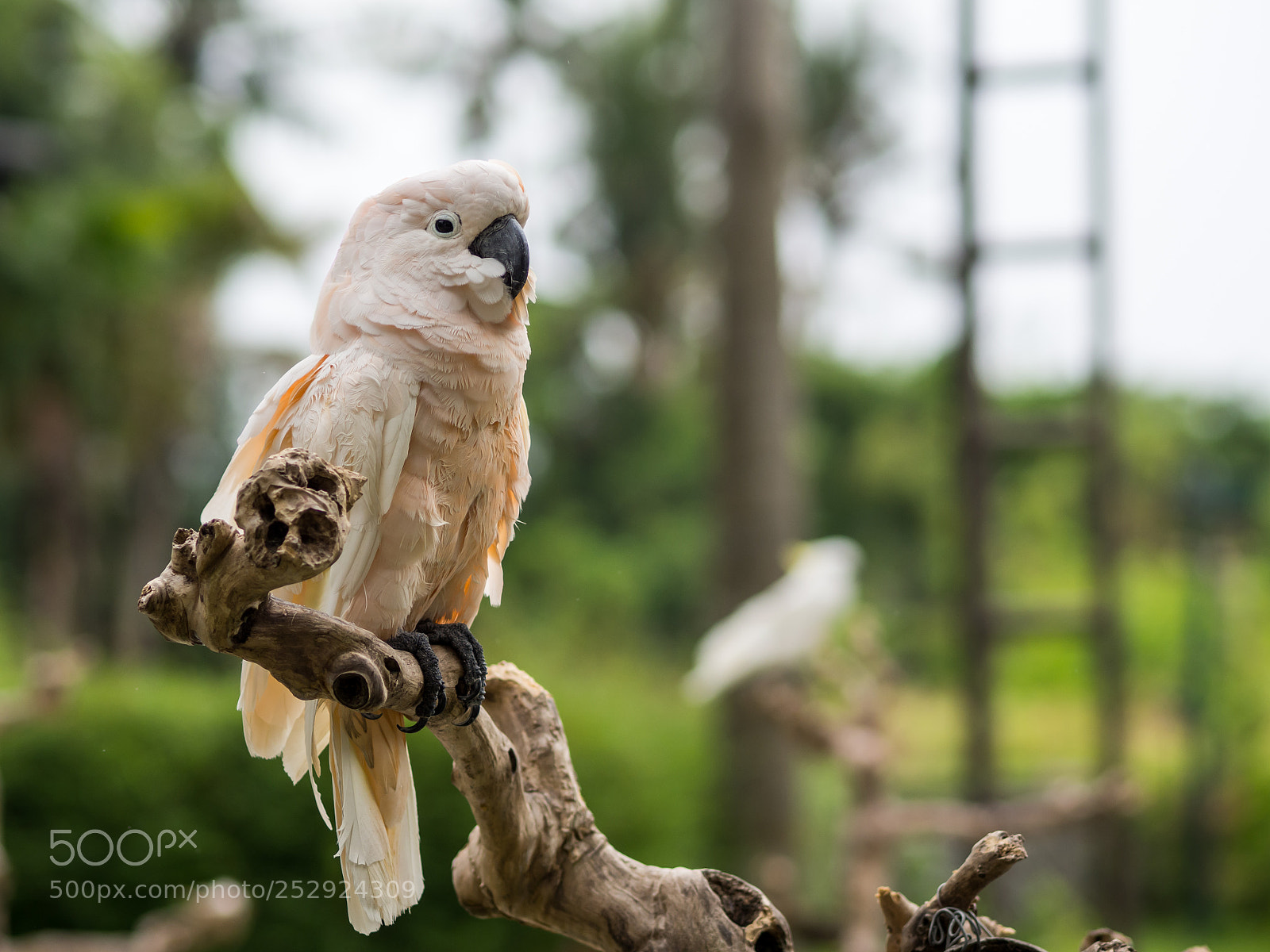 Olympus OM-D E-M10 II sample photo. A cockatoo in bali photography