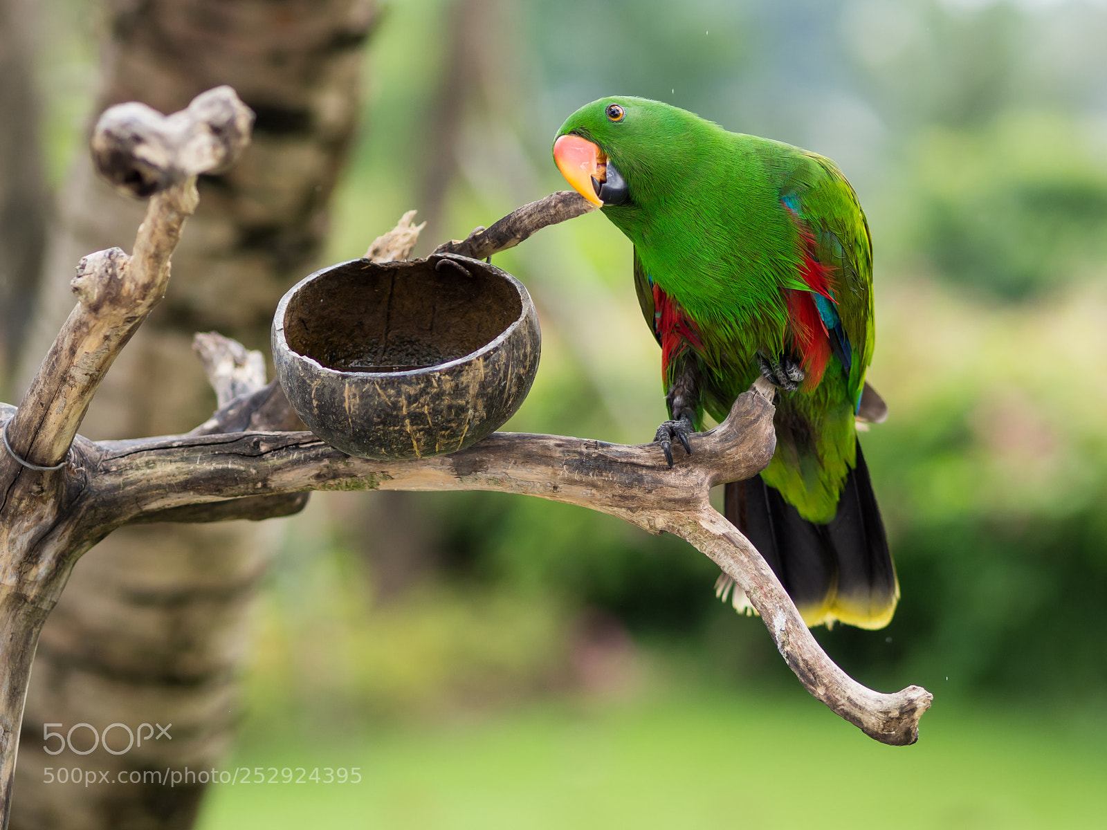 Olympus OM-D E-M10 II sample photo. A green parrot at photography