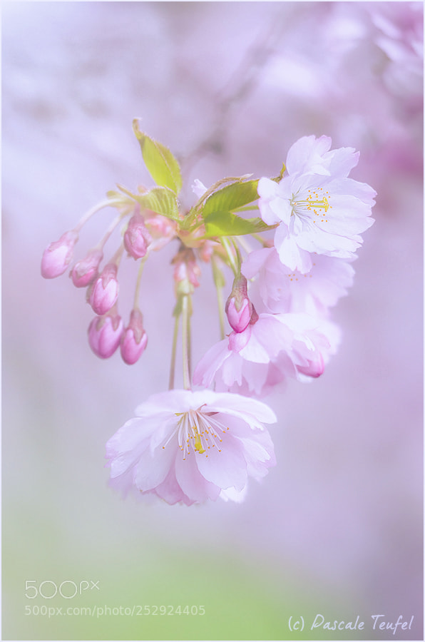 Nikon D5100 sample photo. Another spring kiss photography