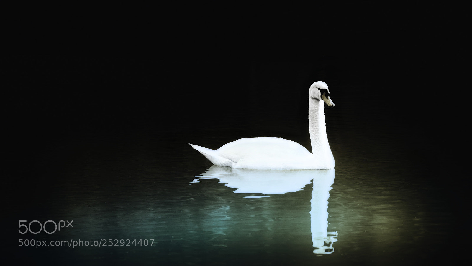 Sony a7 sample photo. The swan photography