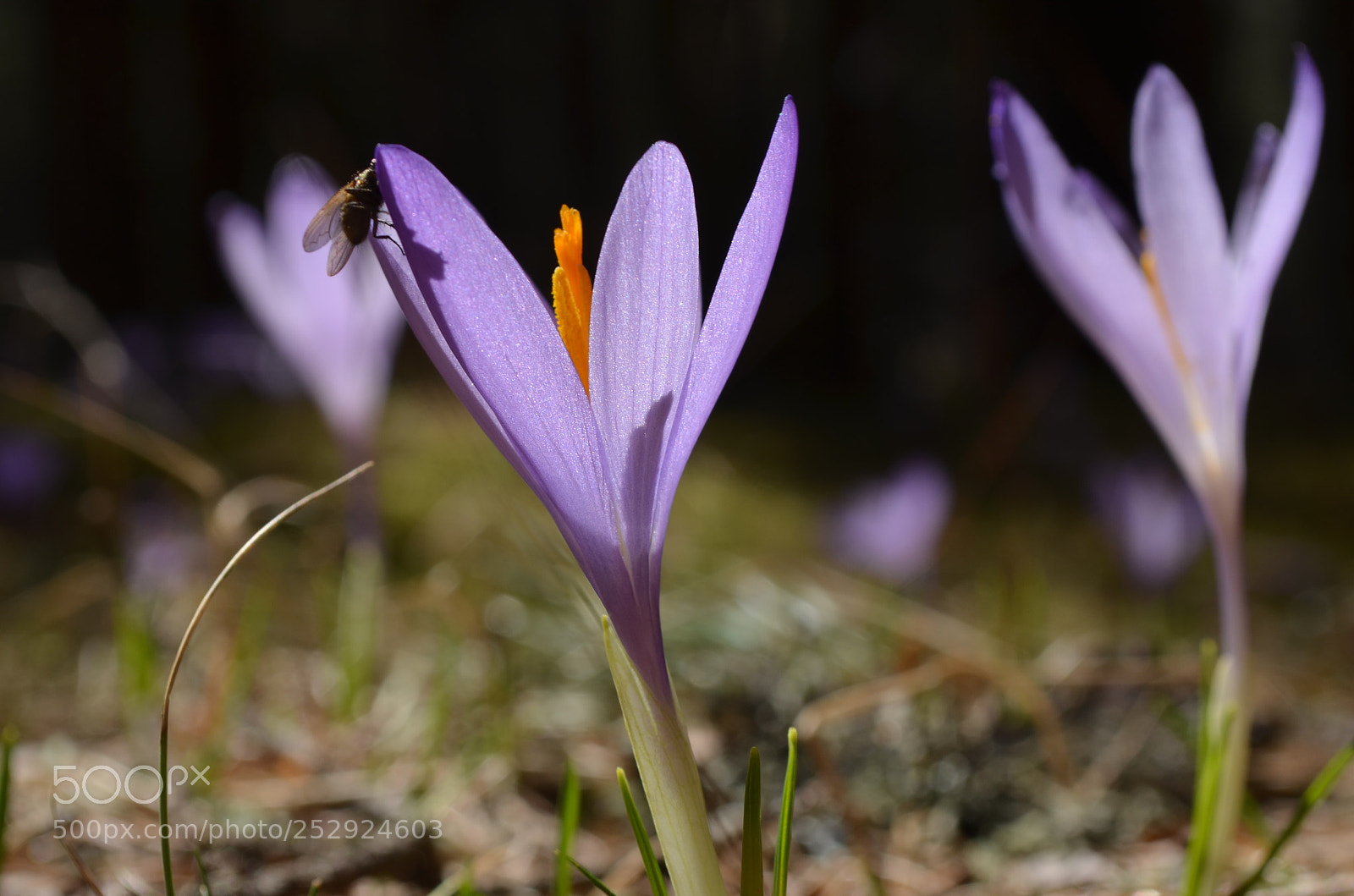 Nikon D5100 sample photo. Mountain treasures photography