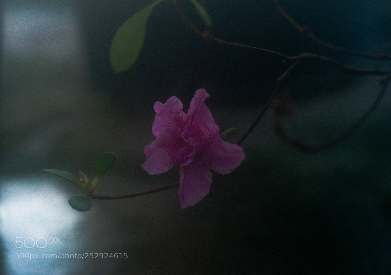 Nikon D3300 sample photo. Untitled photography