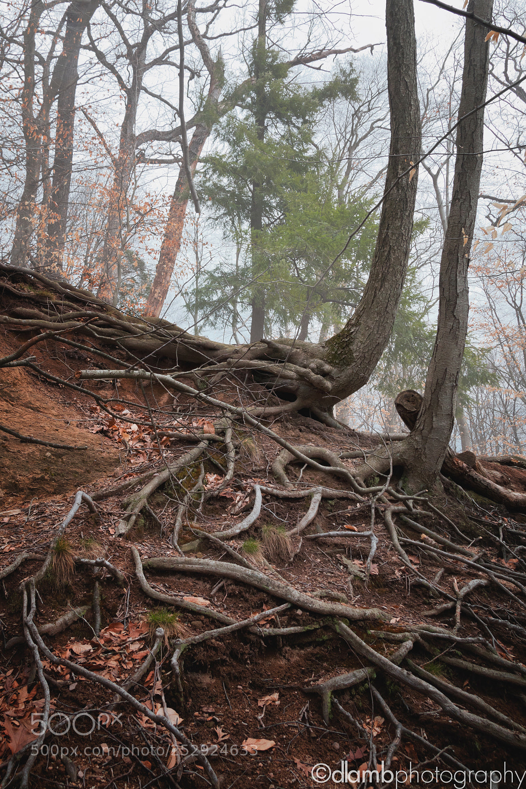 Canon EOS 70D sample photo. Know your roots... and photography
