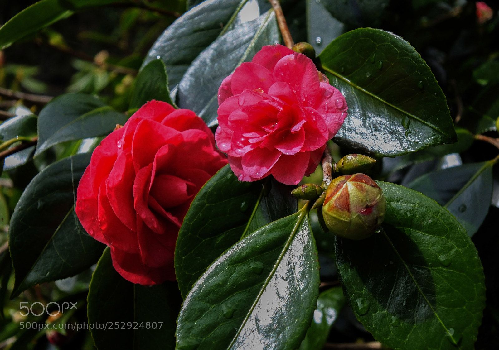 Nikon 1 J5 sample photo. Camellia after rain photography