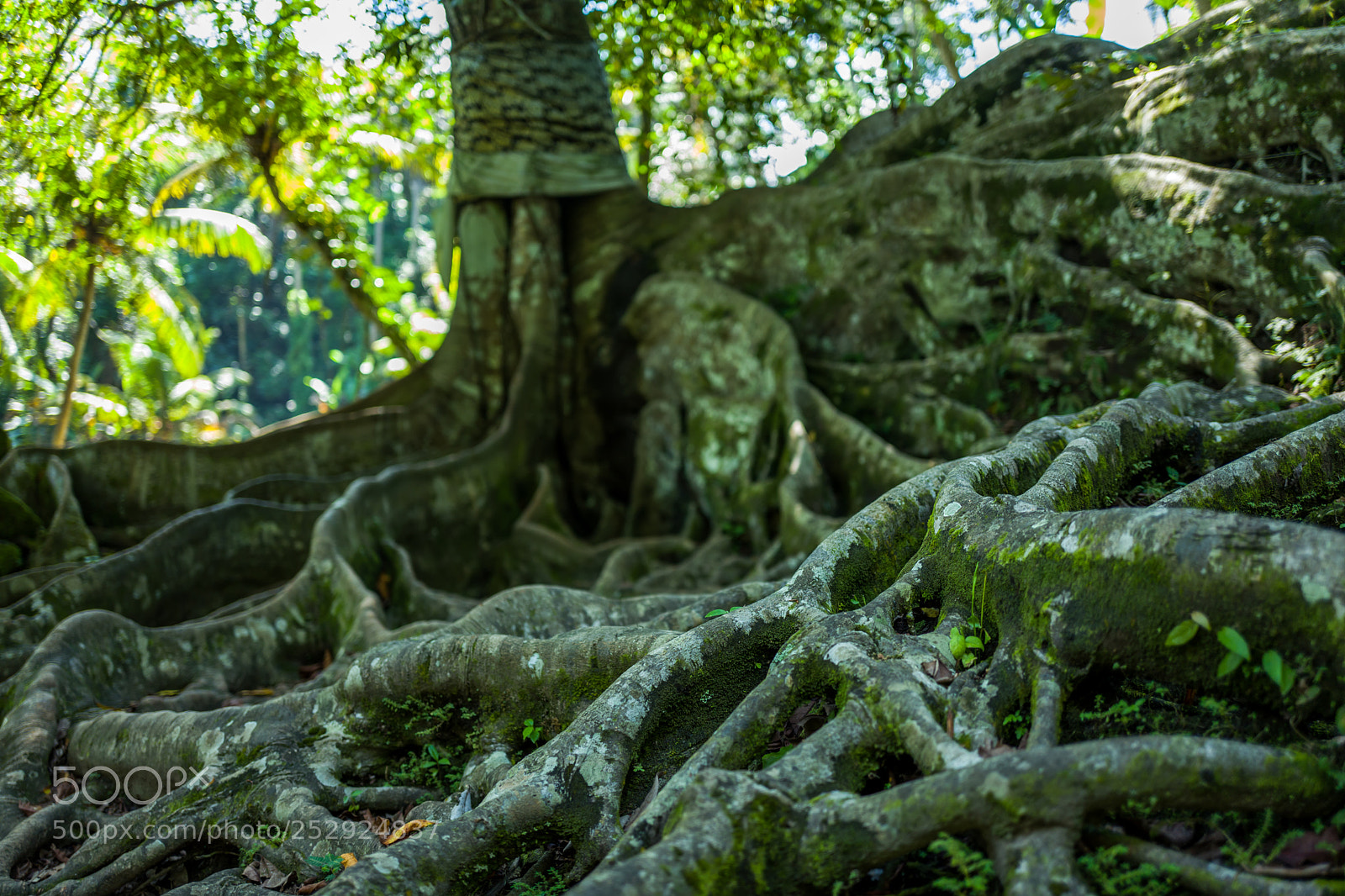 Leica Q (Typ 116) sample photo. Roots of tree at photography