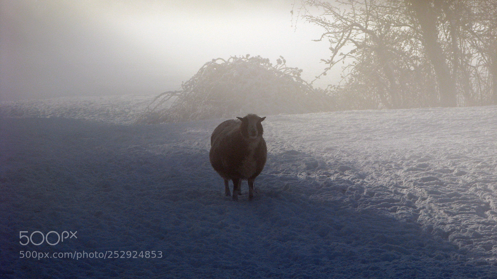 Canon POWERSHOT S5 IS sample photo. Sheep 1 photography