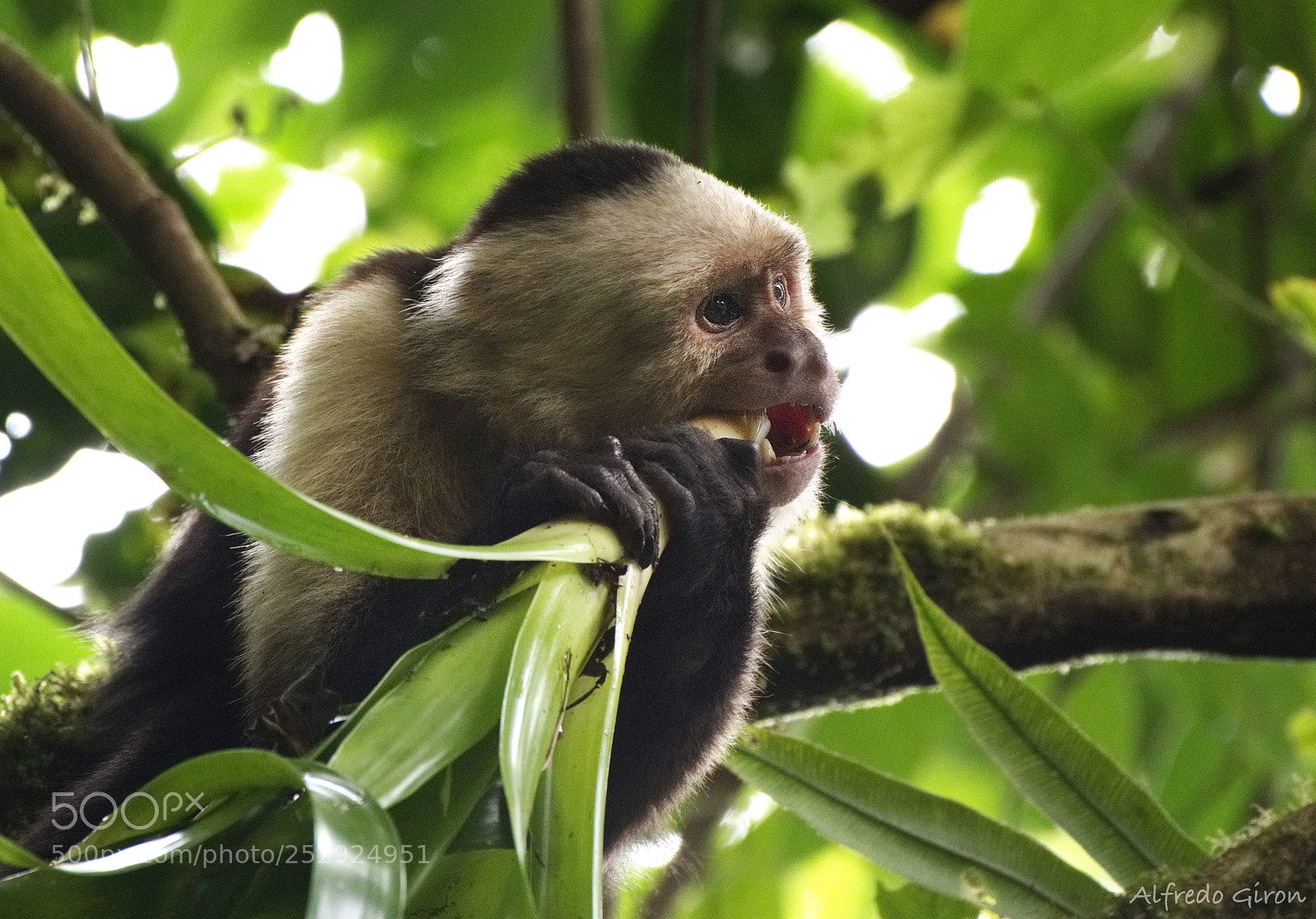 Nikon D500 sample photo. Capuchin meal photography