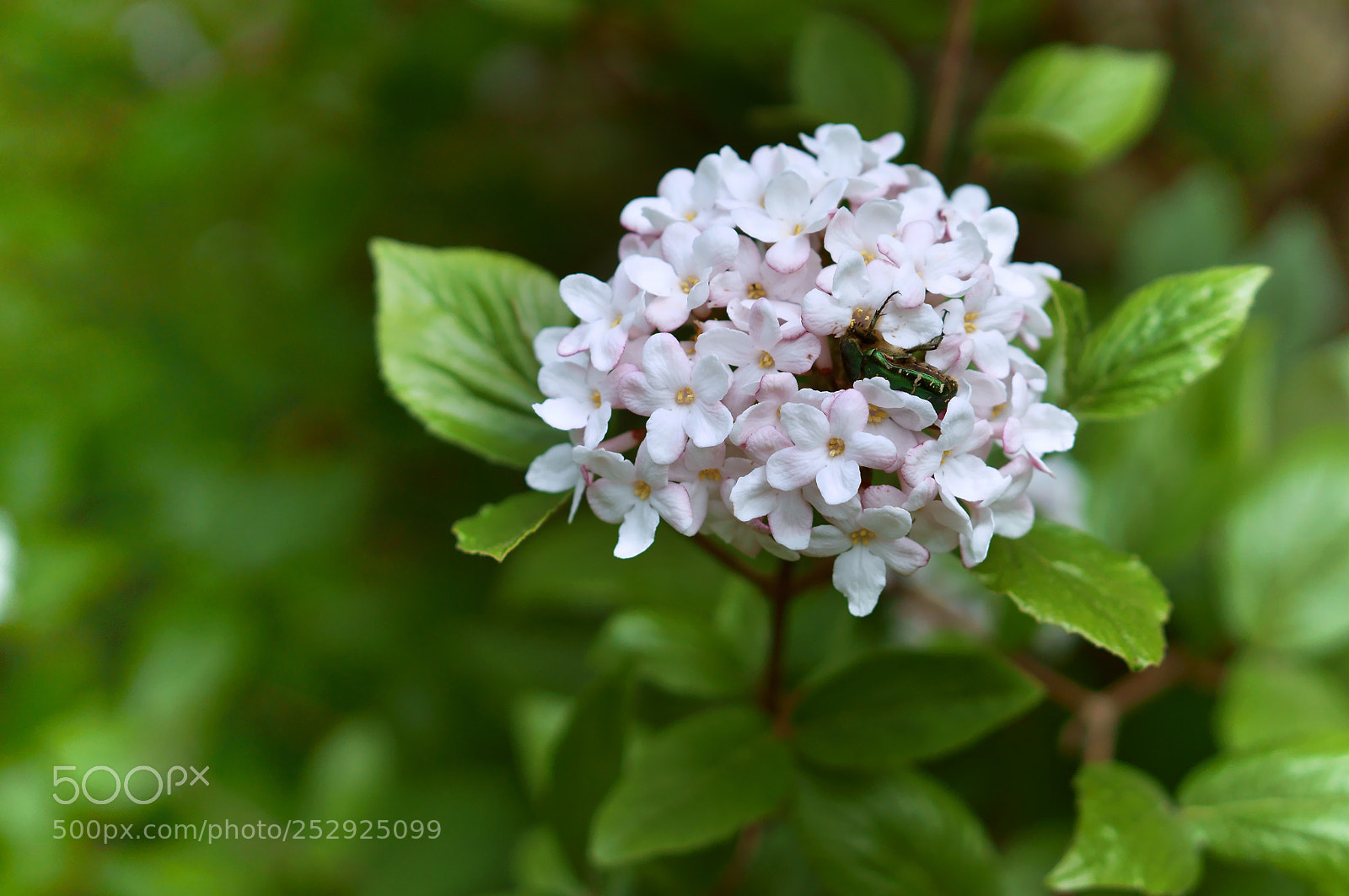 Sony Alpha NEX-3N sample photo. Blossoming branch, the tree photography