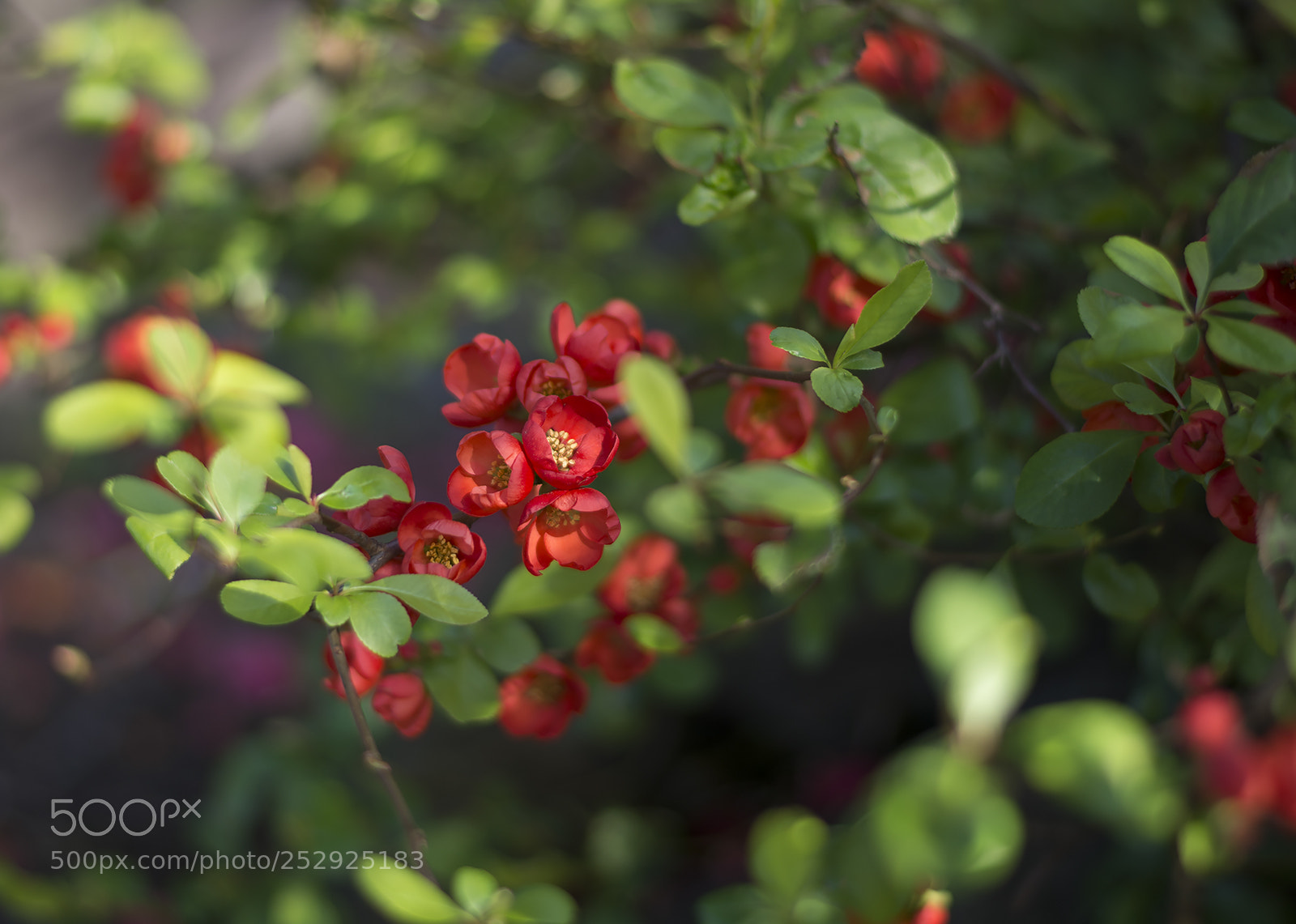 Nikon D7100 sample photo. Green & red photography