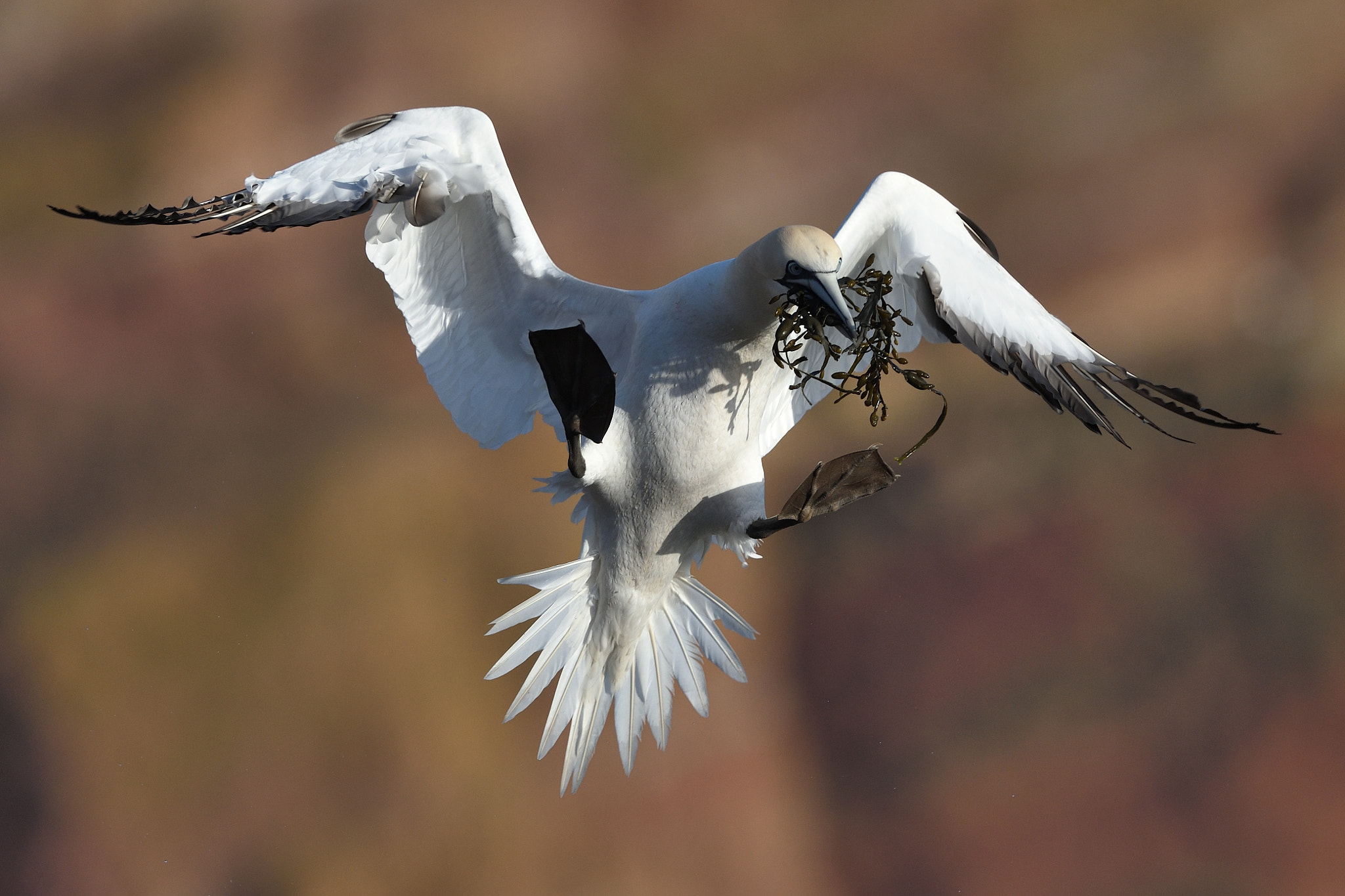 Nikon AF-S Nikkor 500mm F4G ED VR sample photo. Artist on wings photography