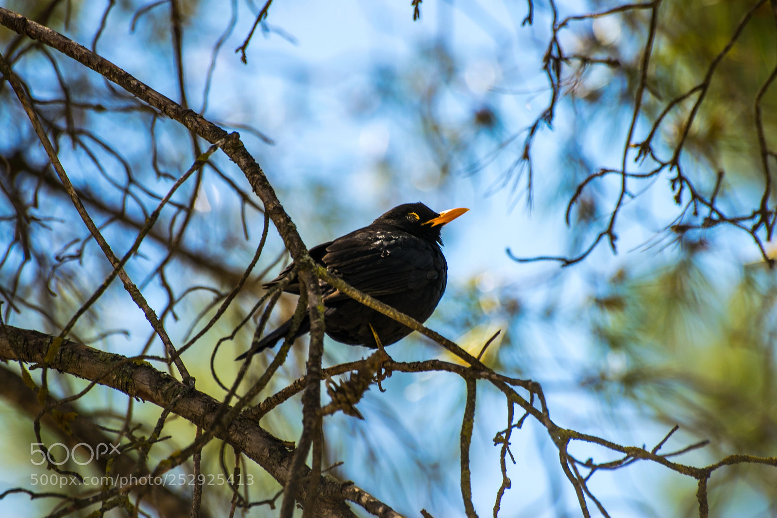 Nikon D3300 sample photo. Mirlo común photography