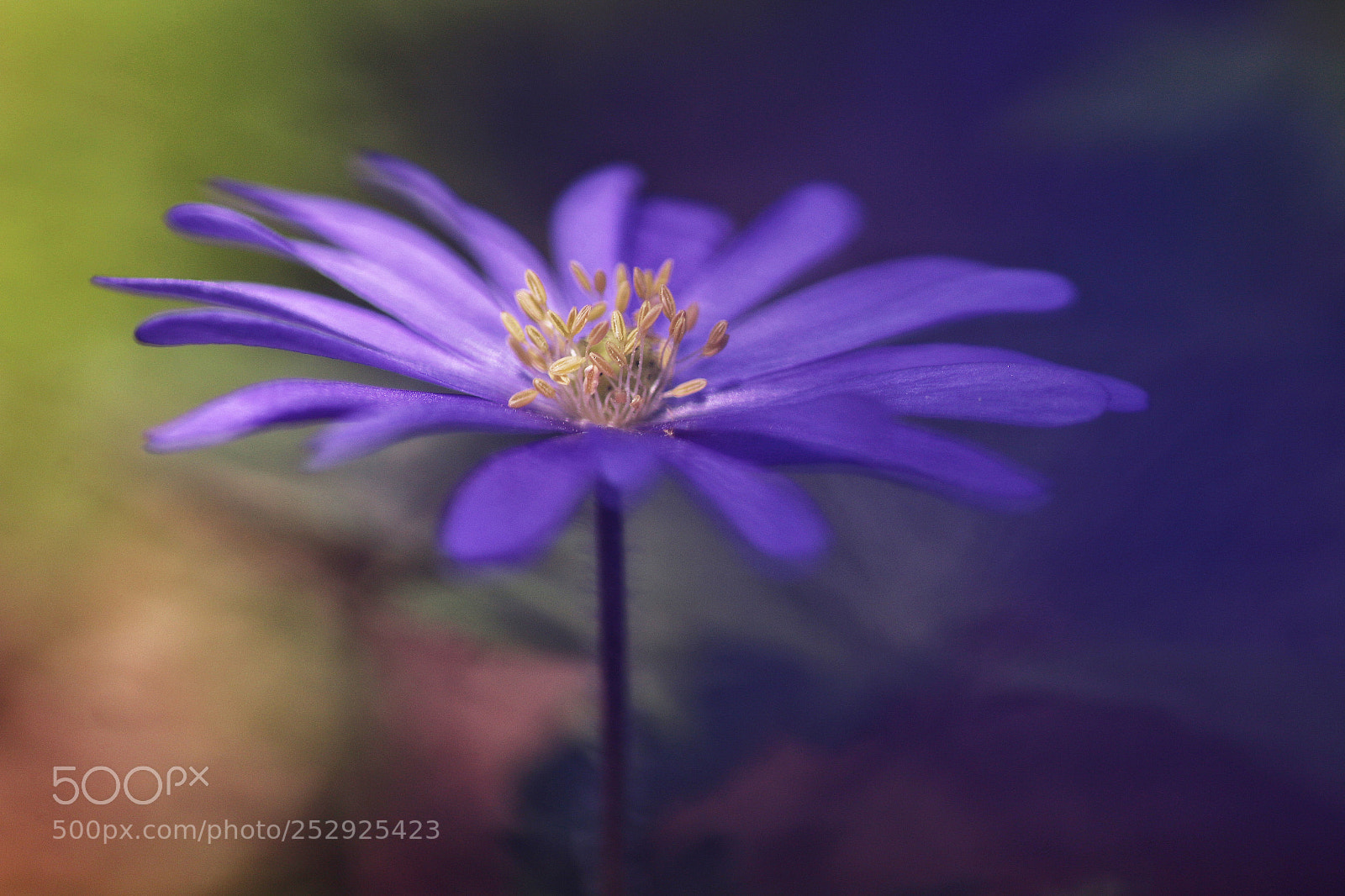 Canon EOS 70D sample photo. Pastel spring photography