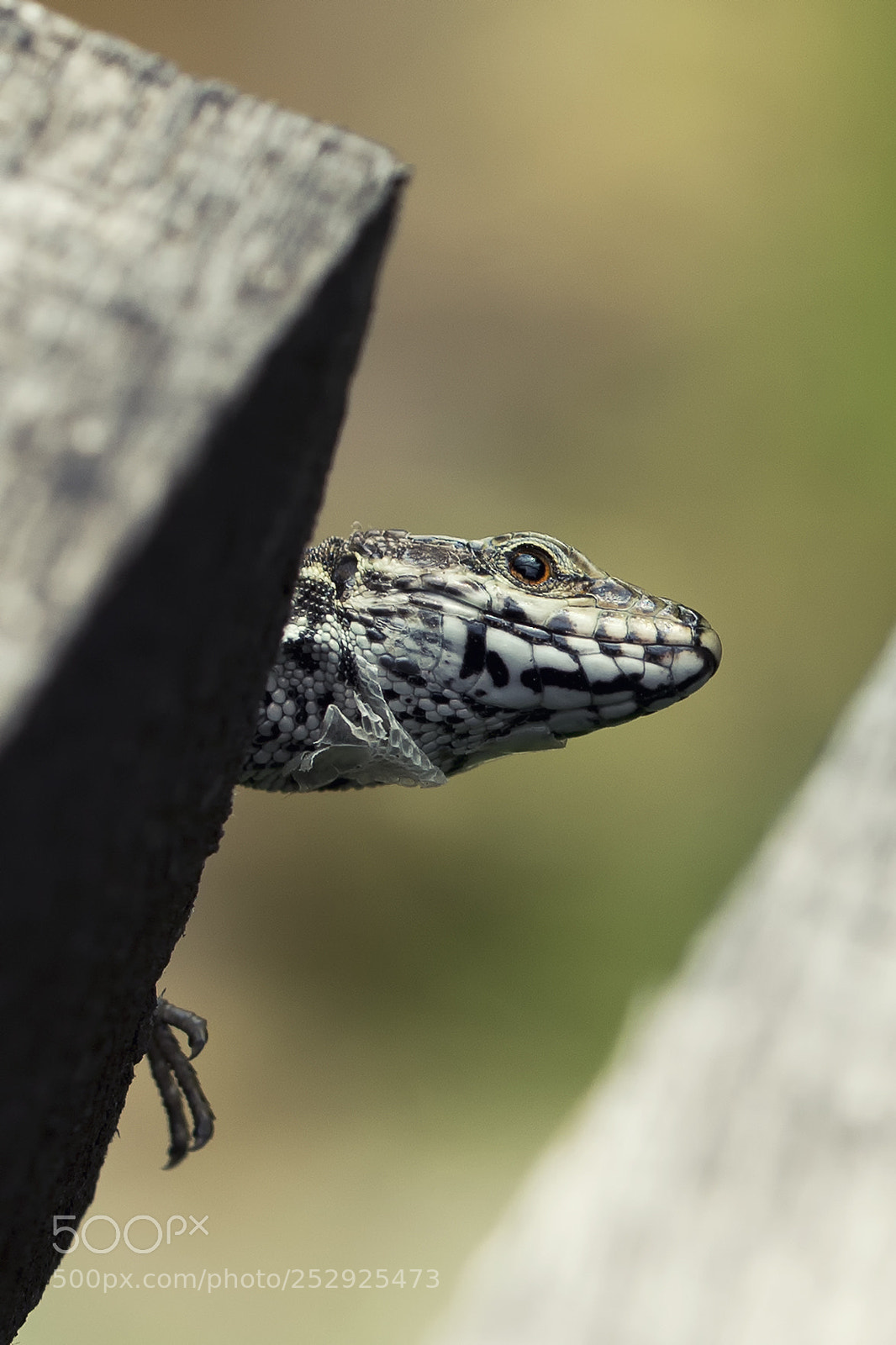 Nikon D610 sample photo. Untitled photography