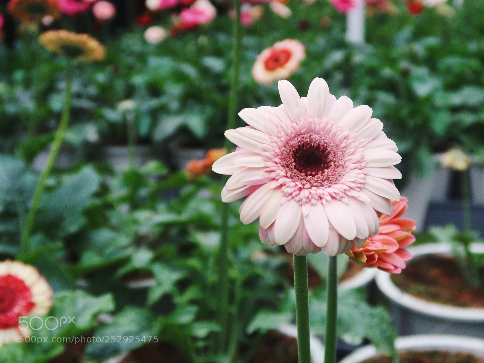 Canon PowerShot G7 X Mark II sample photo. Flowers farm photography