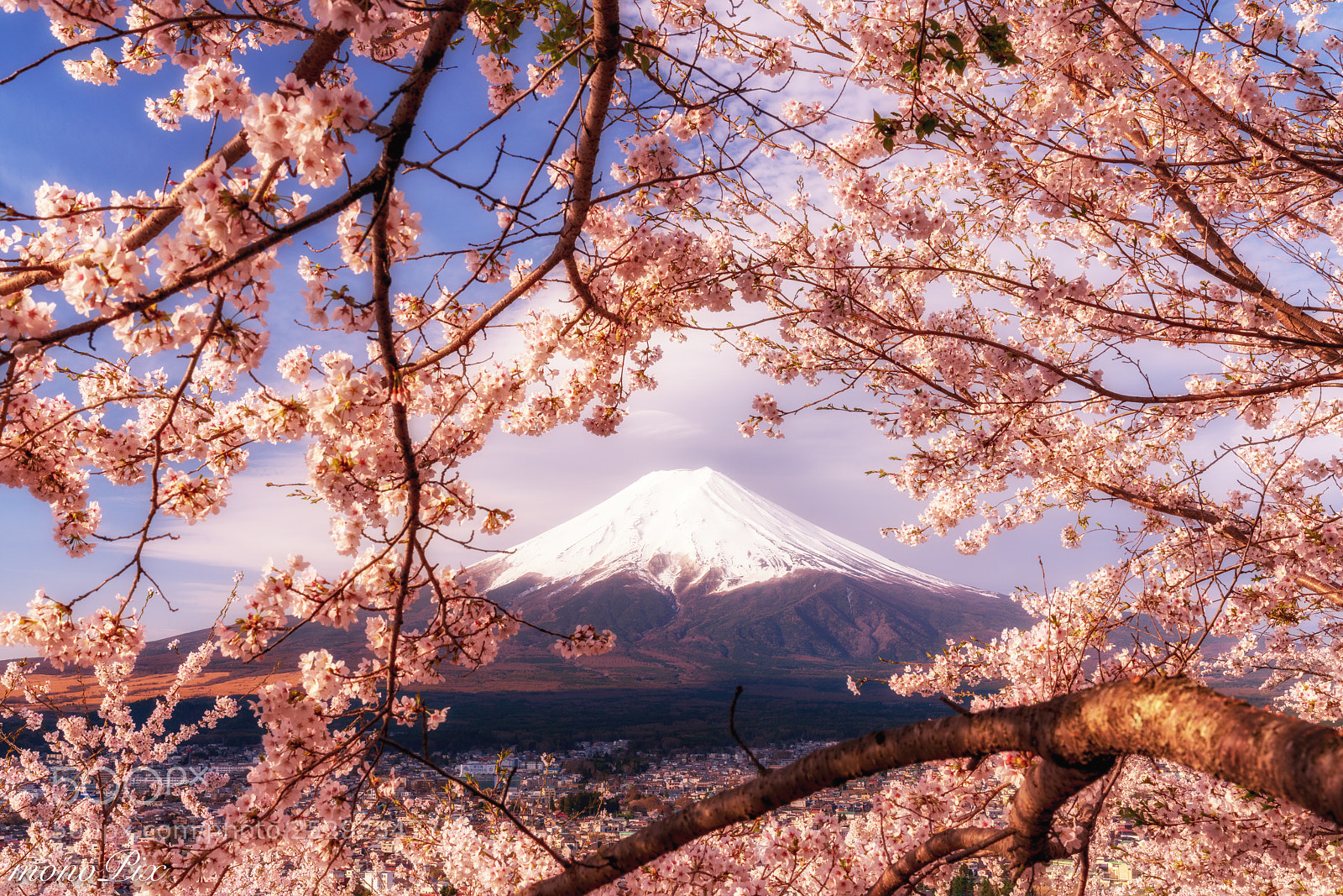Sony a7R III sample photo. Sakura frame photography