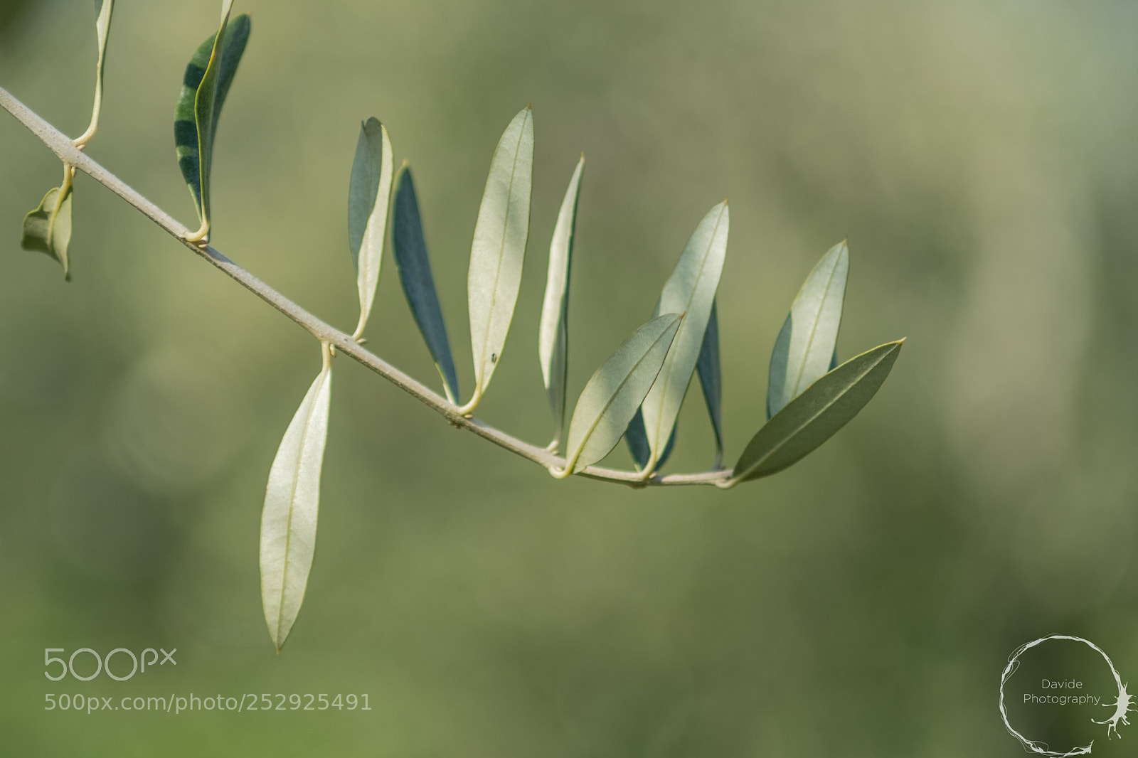 Fujifilm X-T20 sample photo. Olive branch photography