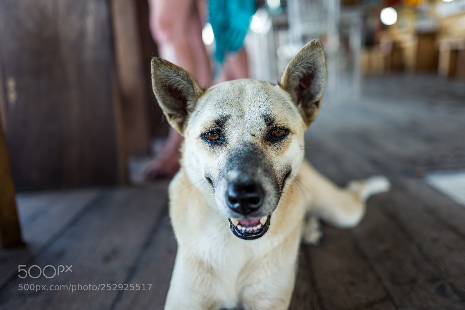 Leica Q (Typ 116) sample photo. Street dog at cafe photography