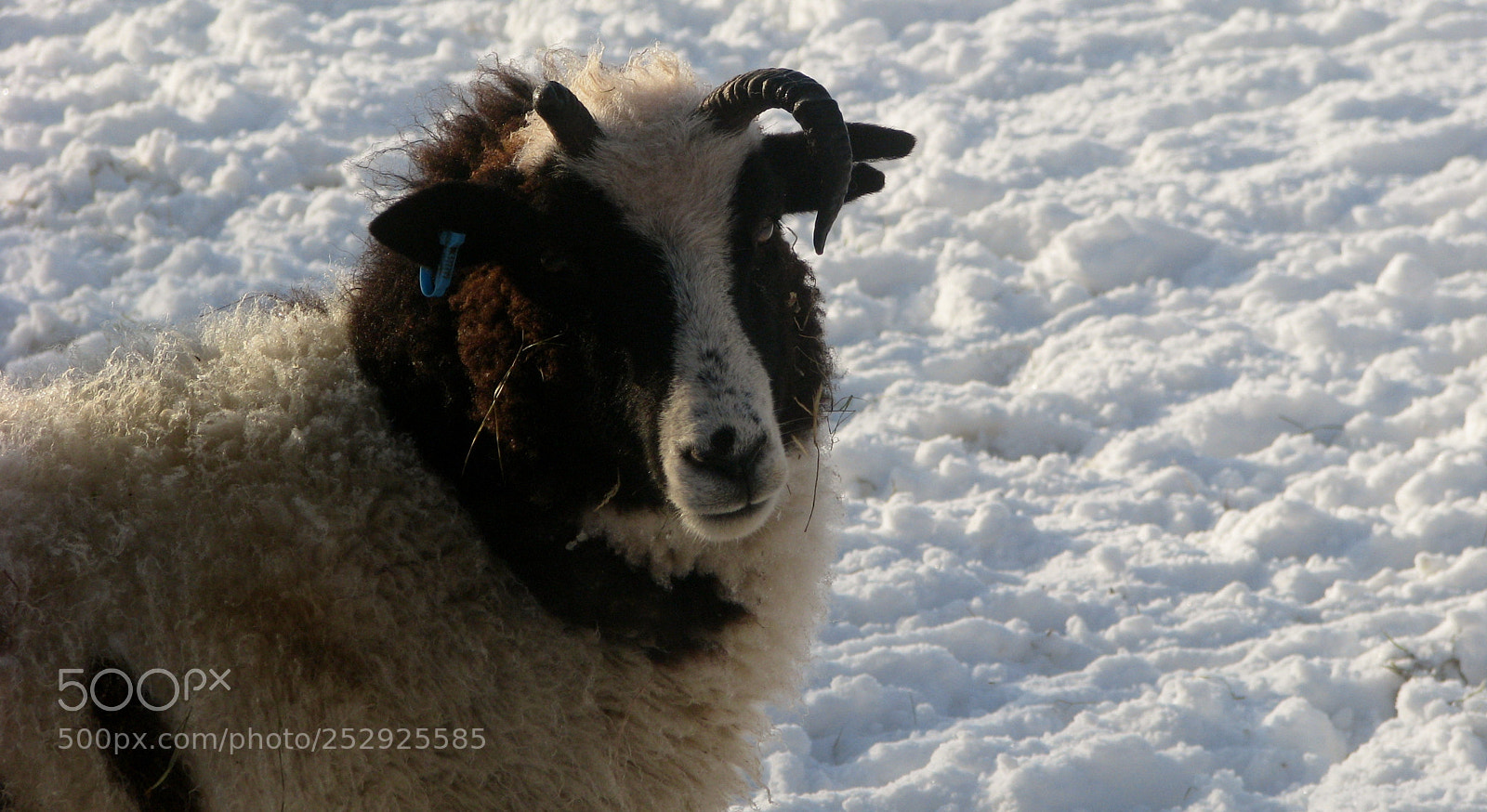 Canon POWERSHOT S5 IS sample photo. Sheep 2 photography