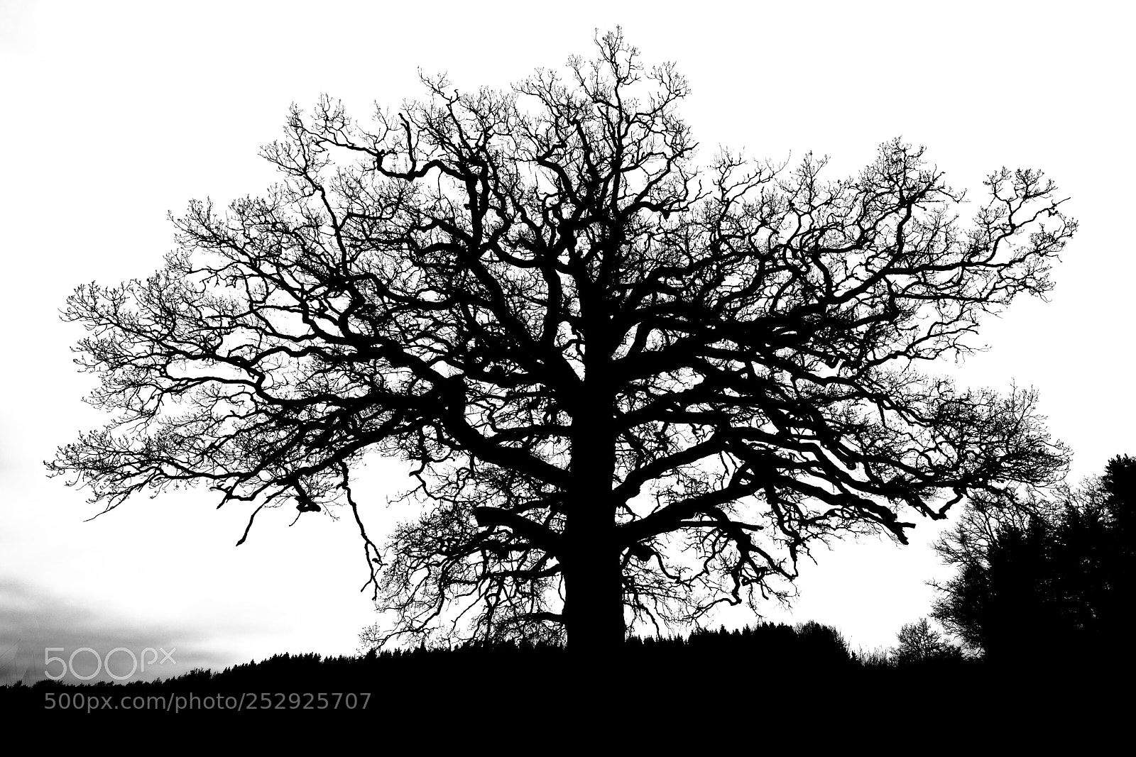 Nikon D850 sample photo. The old oak photography