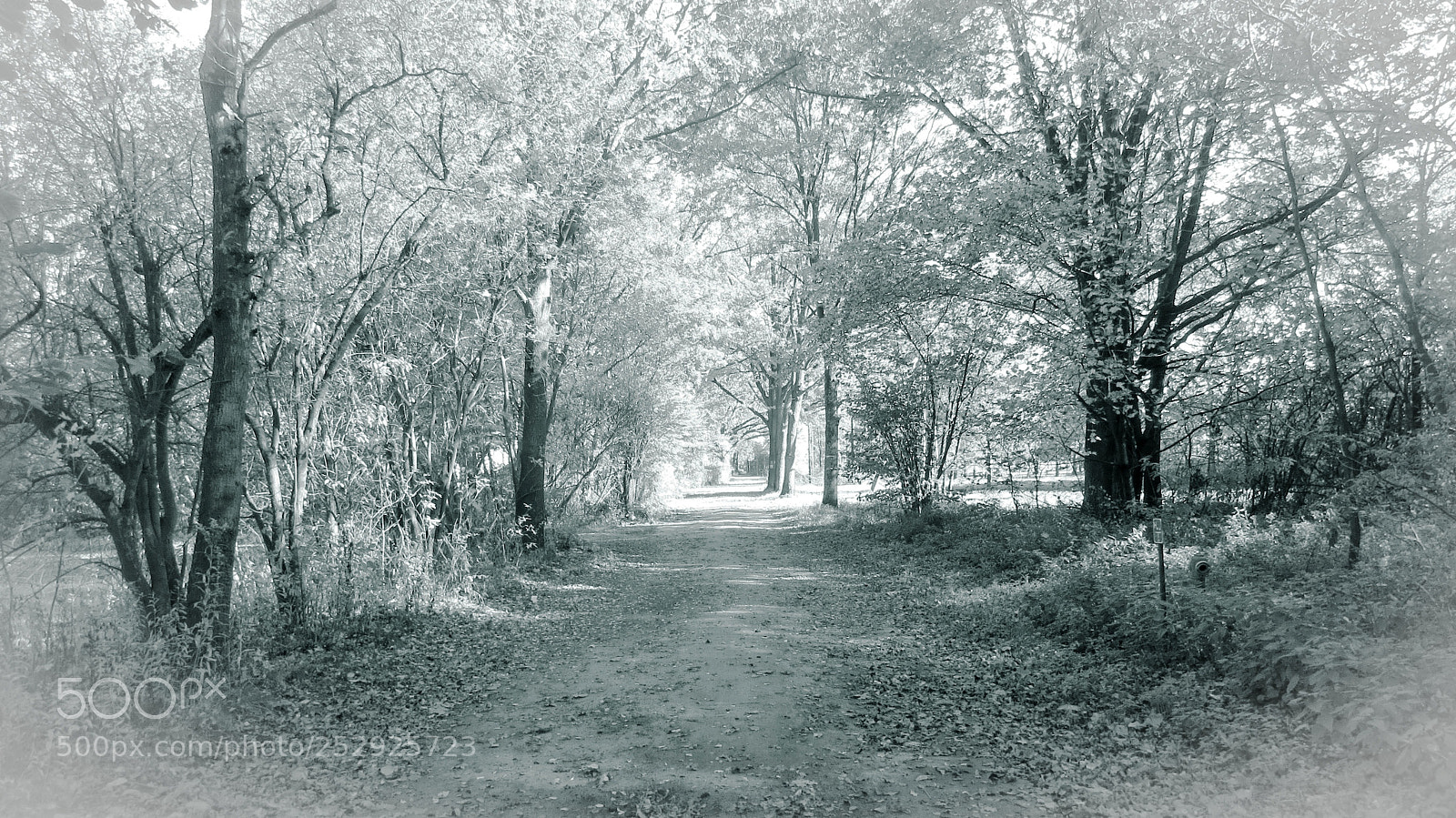 Canon PowerShot SX50 HS sample photo. Just a route in photography