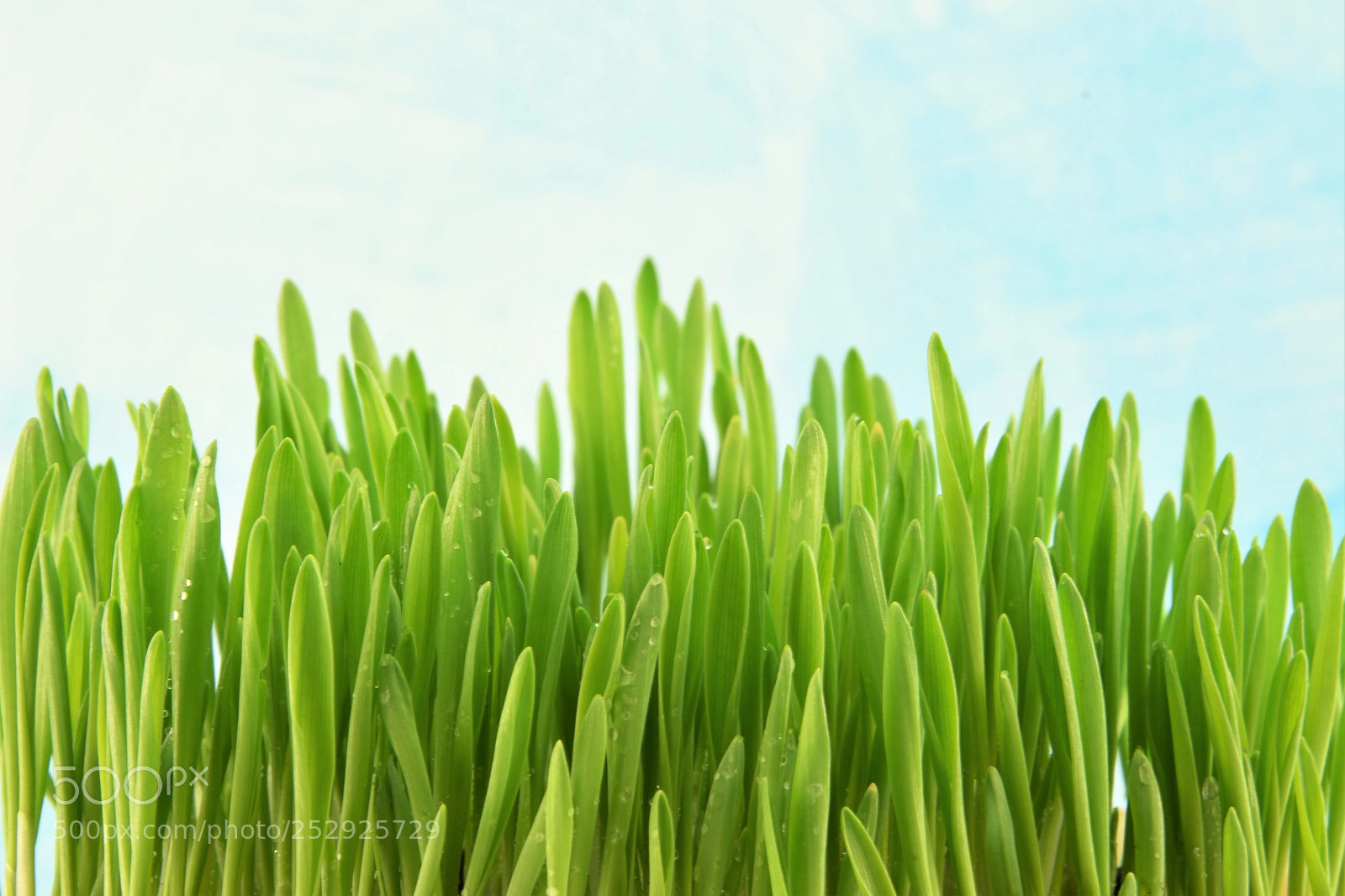 Nikon D3300 sample photo. Young fresh green grass photography