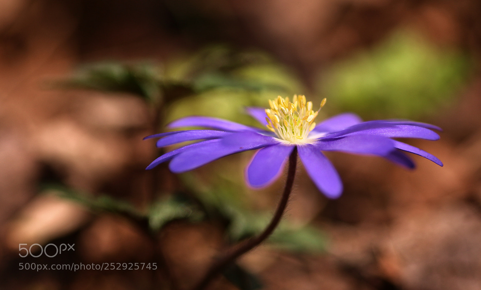 Canon EOS 70D sample photo. Happy spring photography