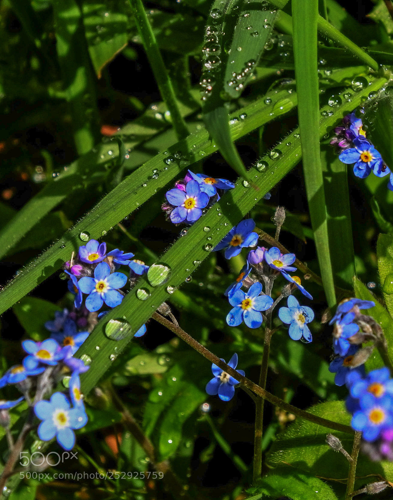 Nikon 1 J5 sample photo. Forgetmenots after rain photography