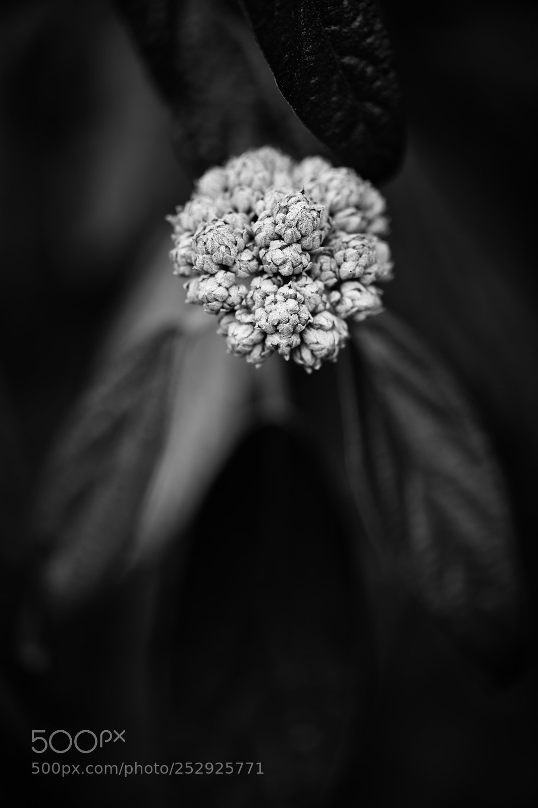 Nikon D850 sample photo. 96/365 photography