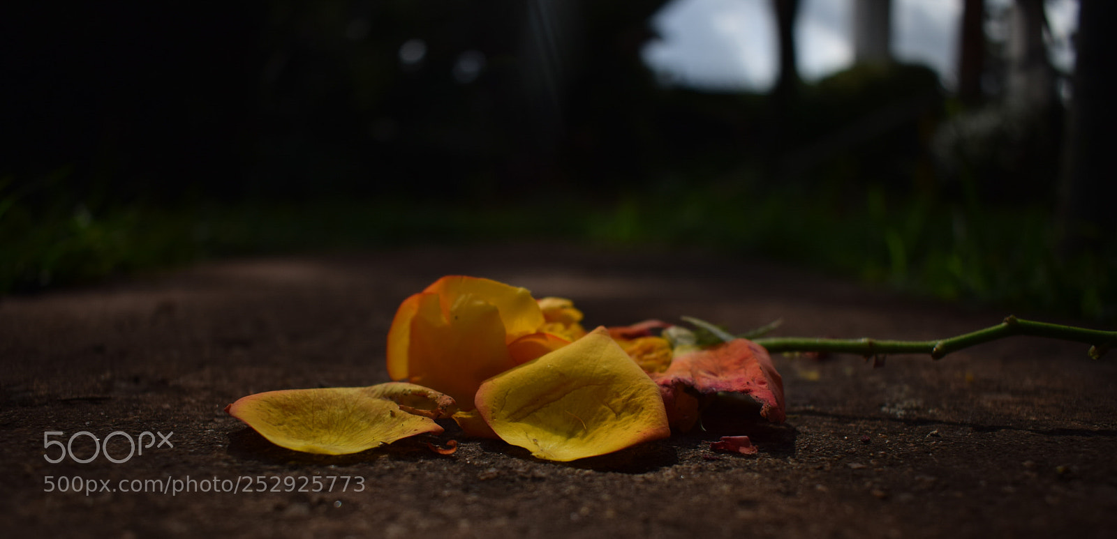 Nikon D3300 sample photo. Crush photography