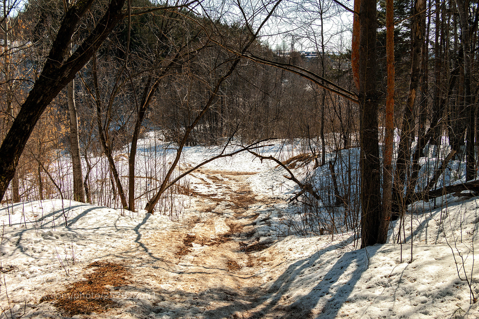 Canon EOS 5D Mark II sample photo. Карлутский лес photography