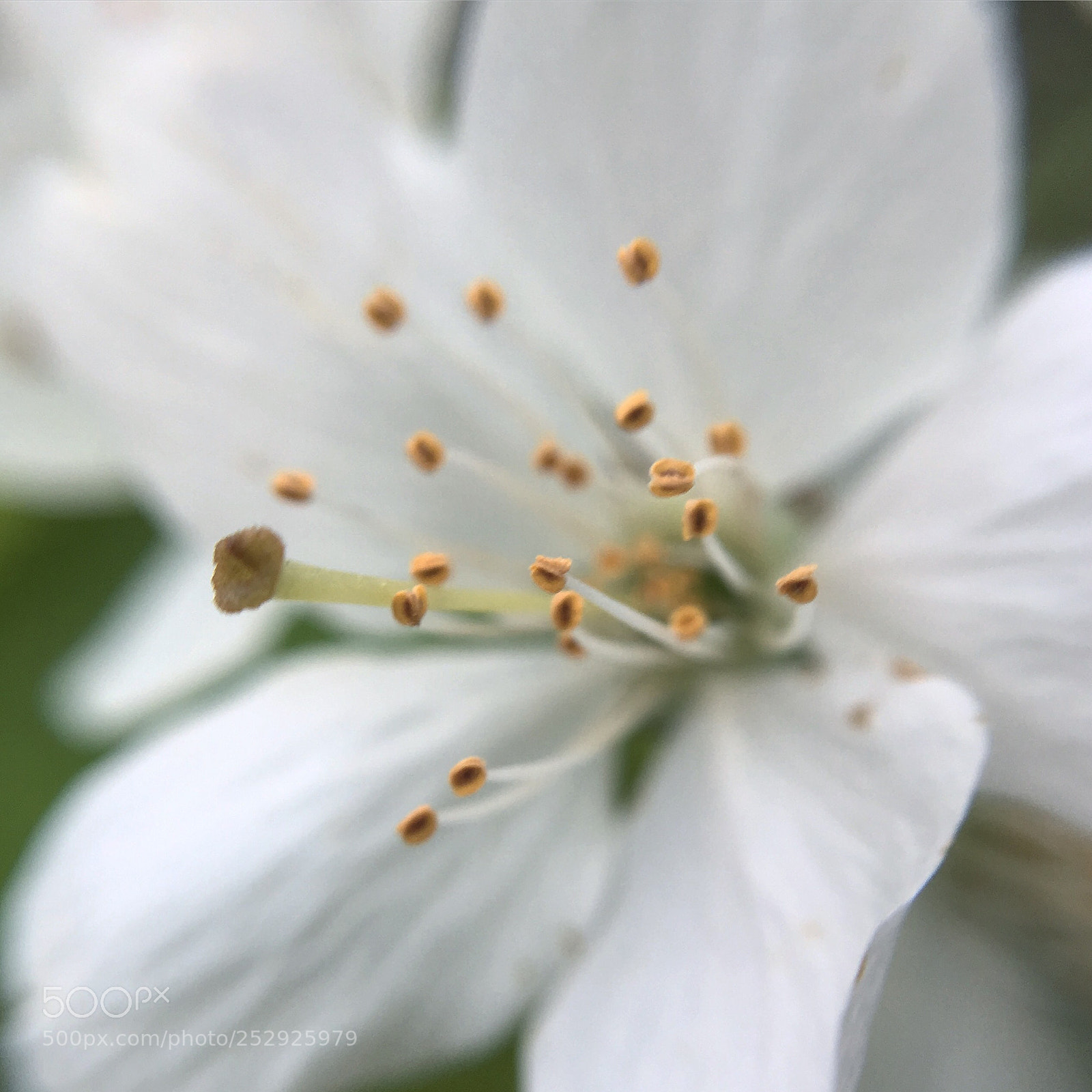 Apple iPhone 6s sample photo. Spring is a big photography