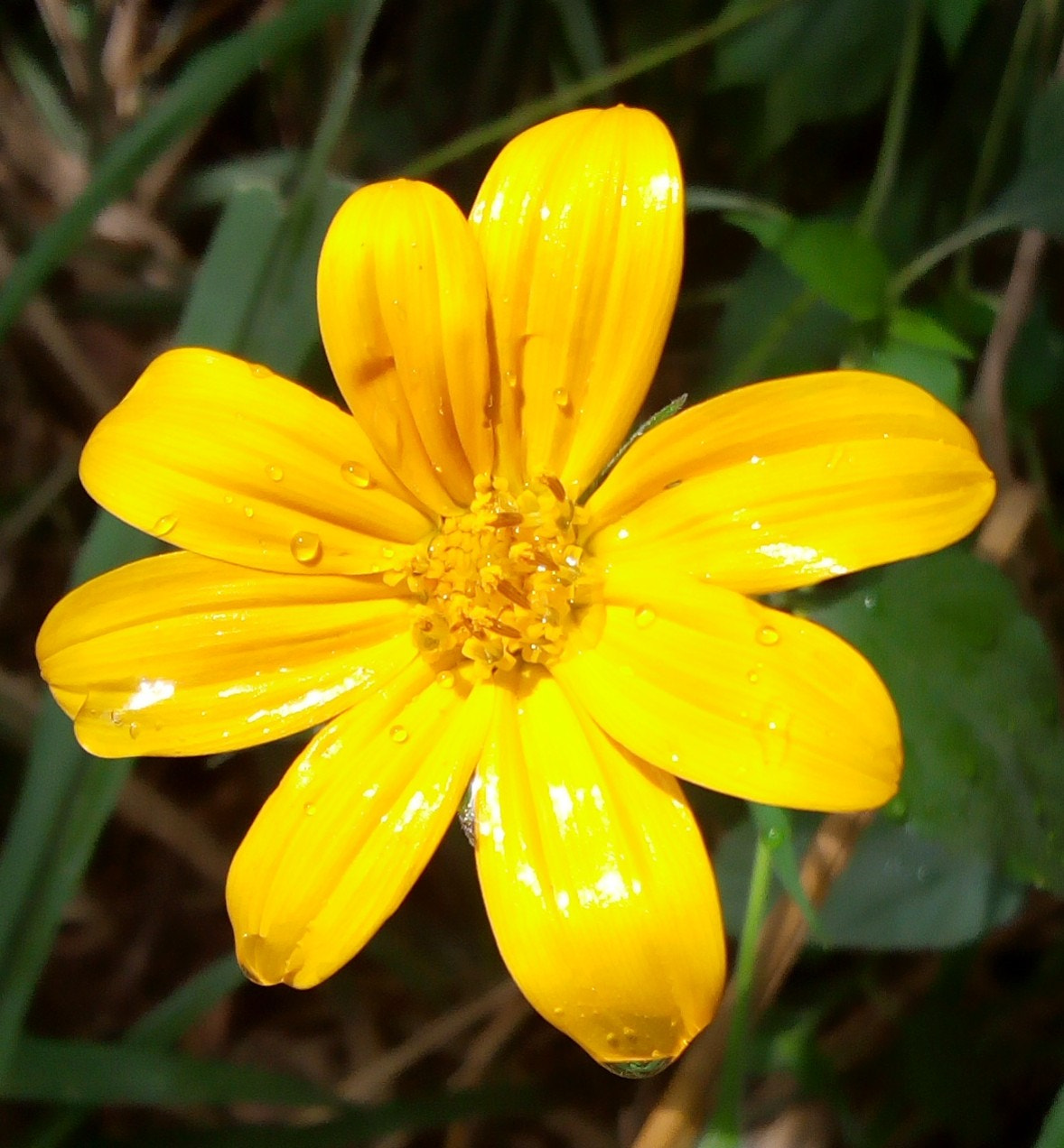 Infinix HOT5 Lite sample photo. The sunflower photography