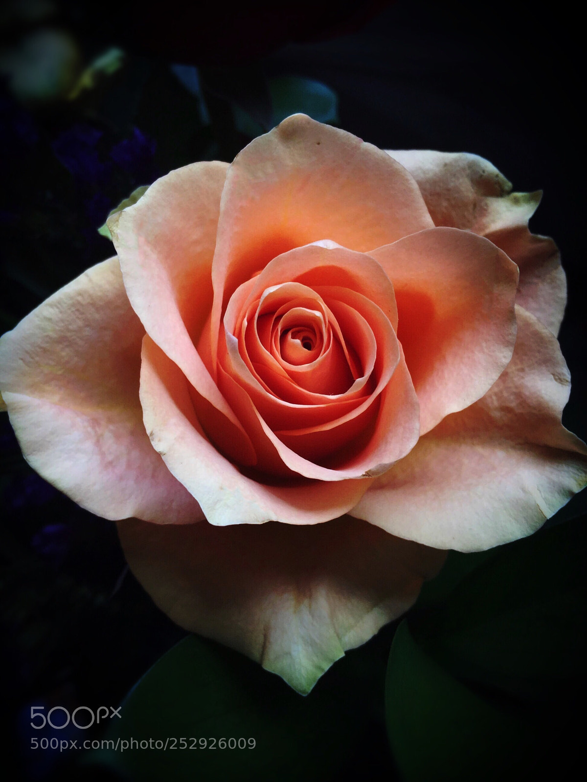 Apple iPhone 6s sample photo. Always a rose.  photography